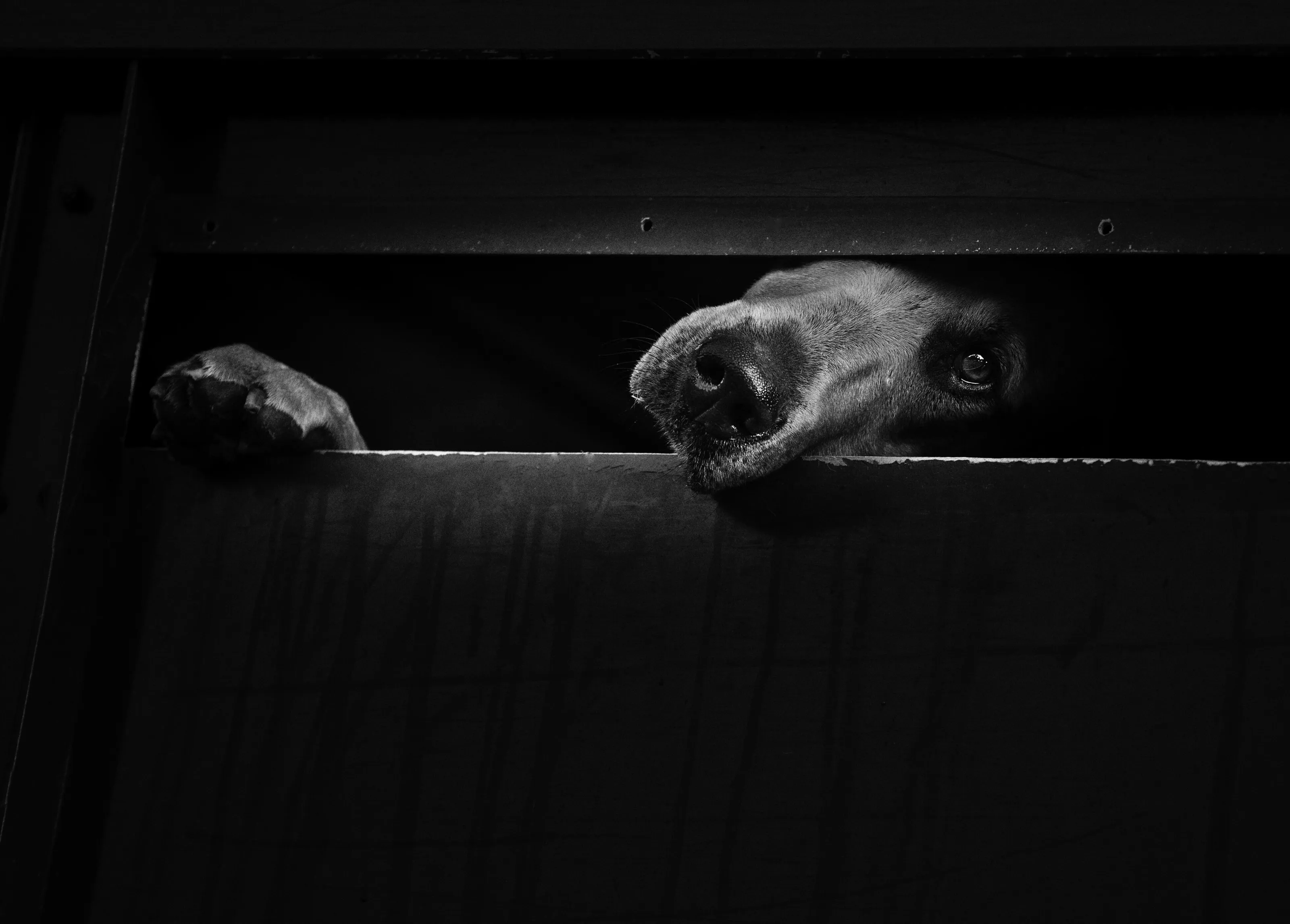Hound Dog