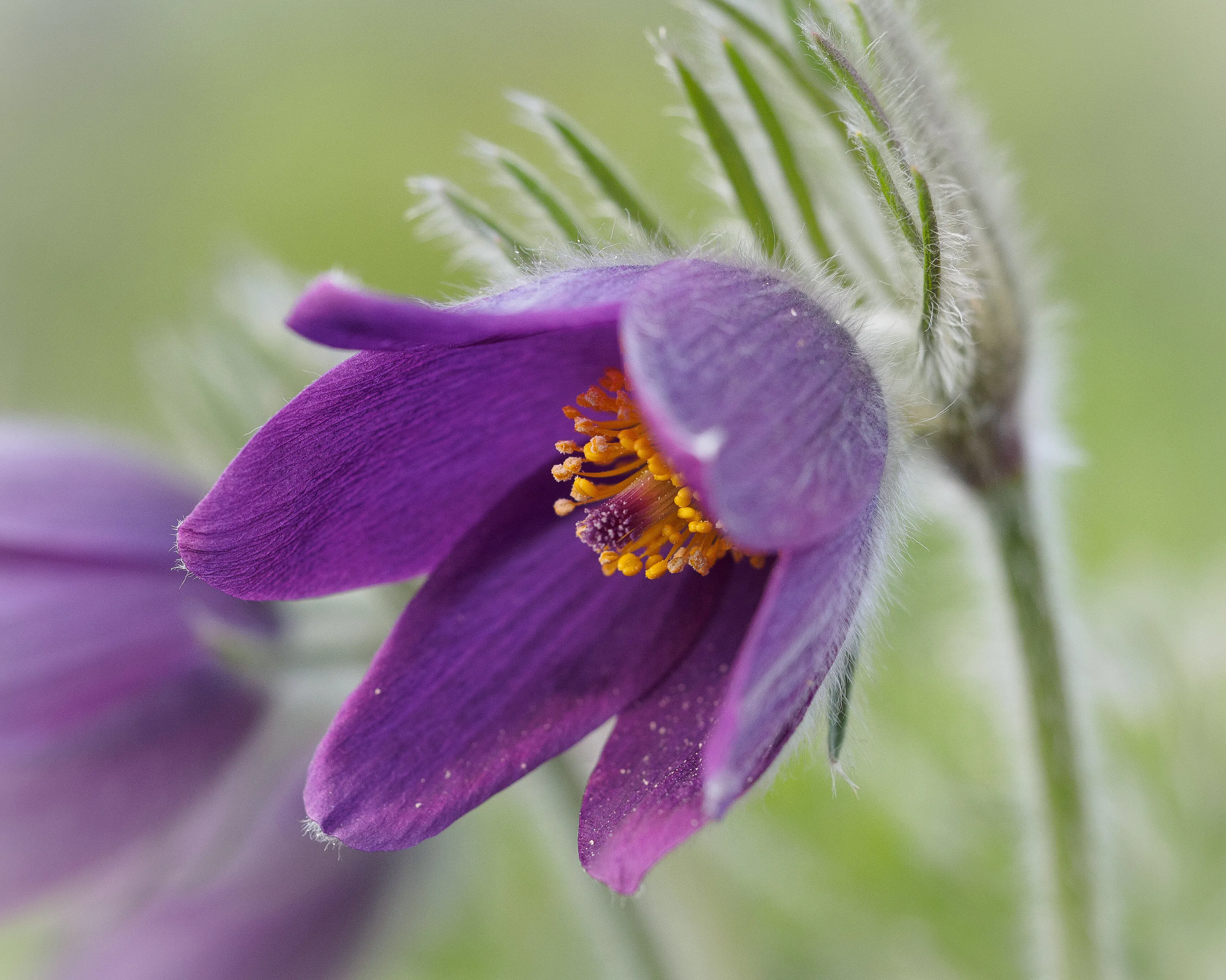 Pasqueflower