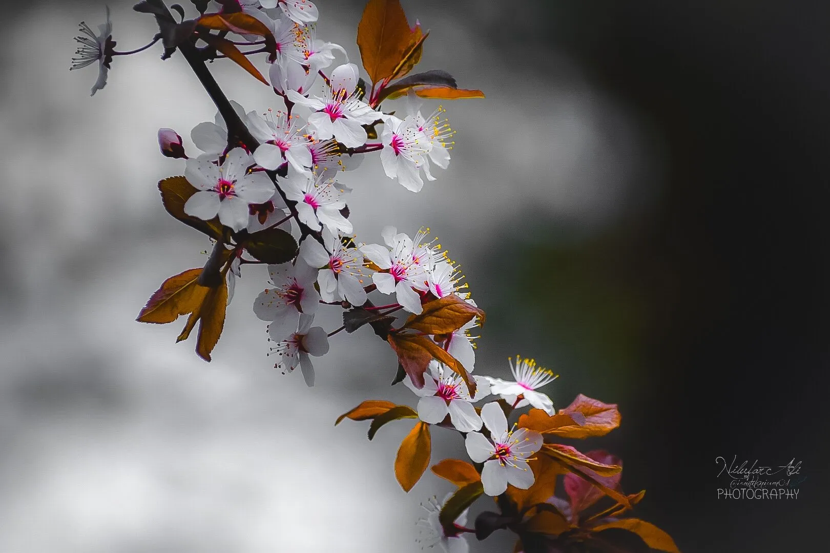 Flowery shades