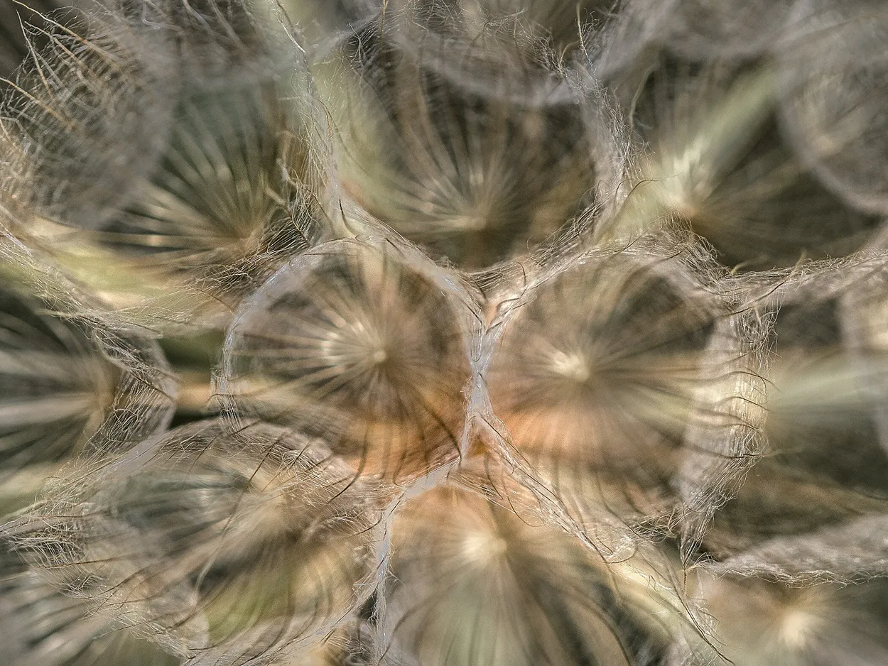 Entry 3910764