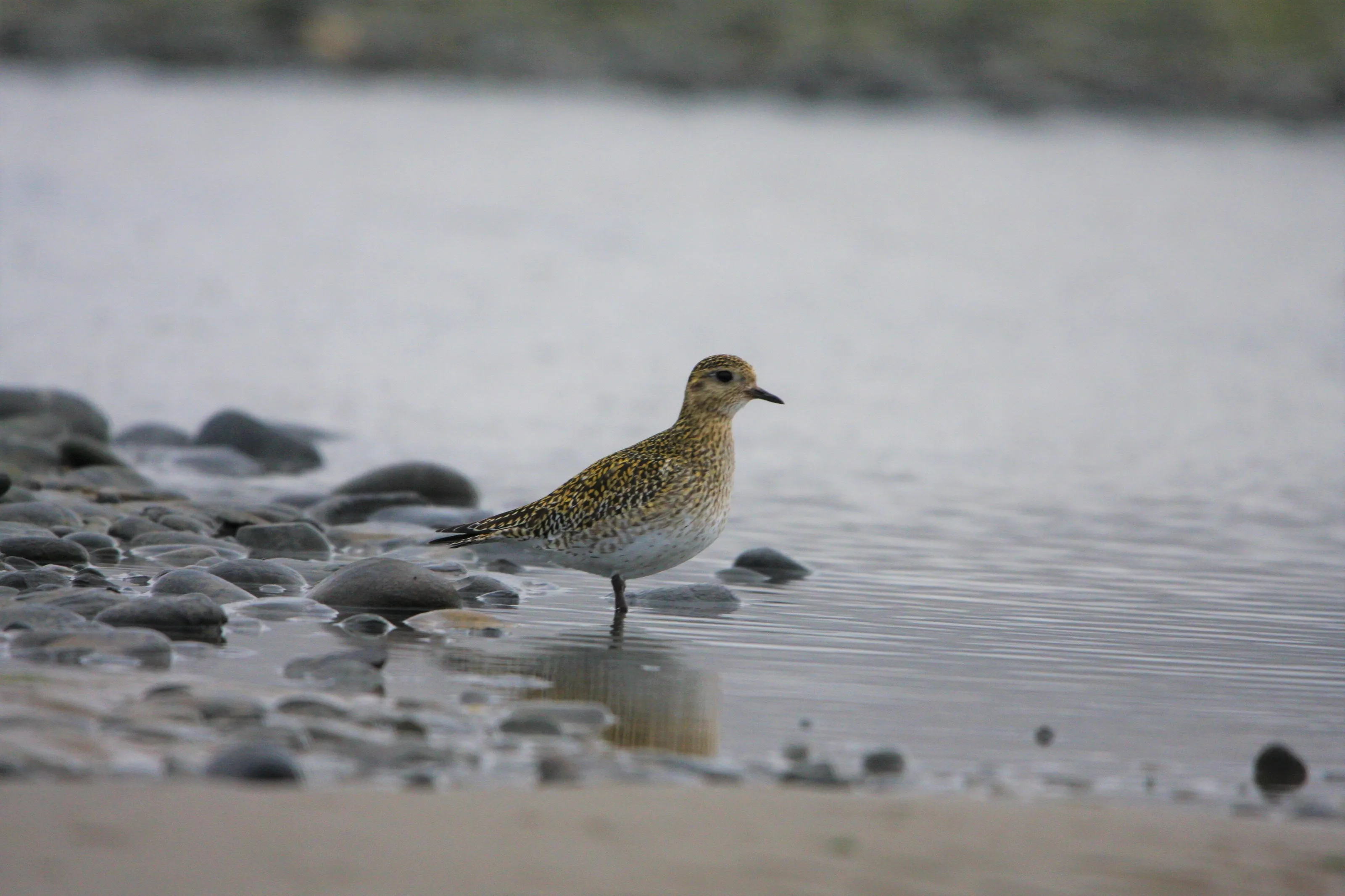 golden plover