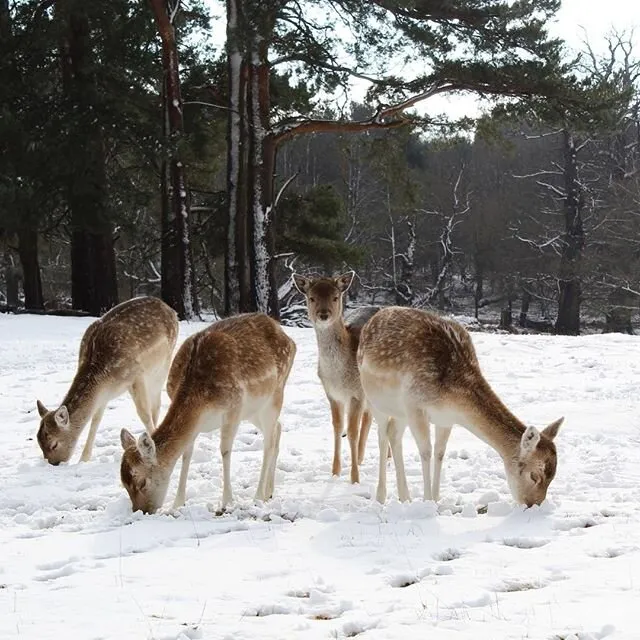 Deer in Knole Park