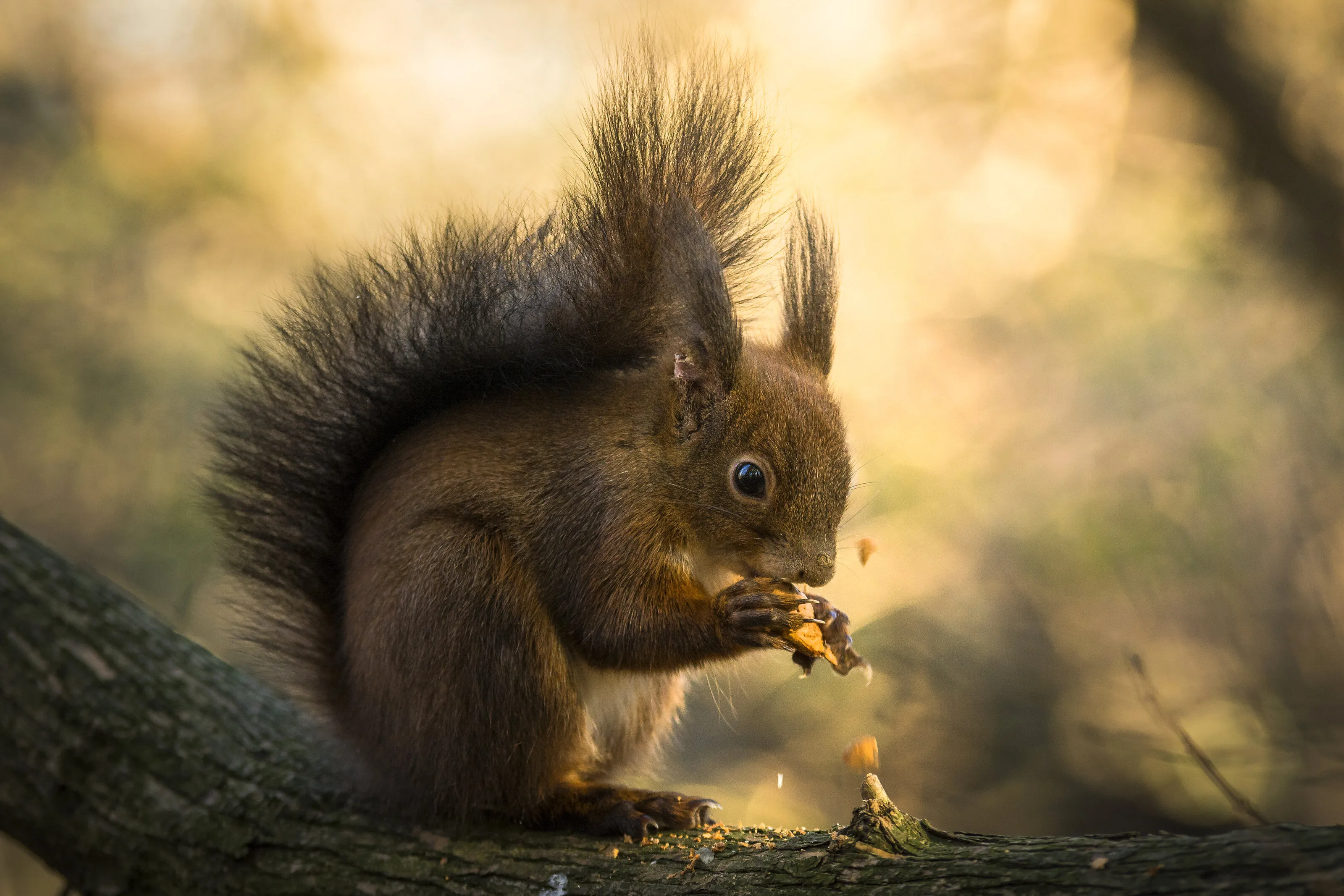 Squirrel eating nut