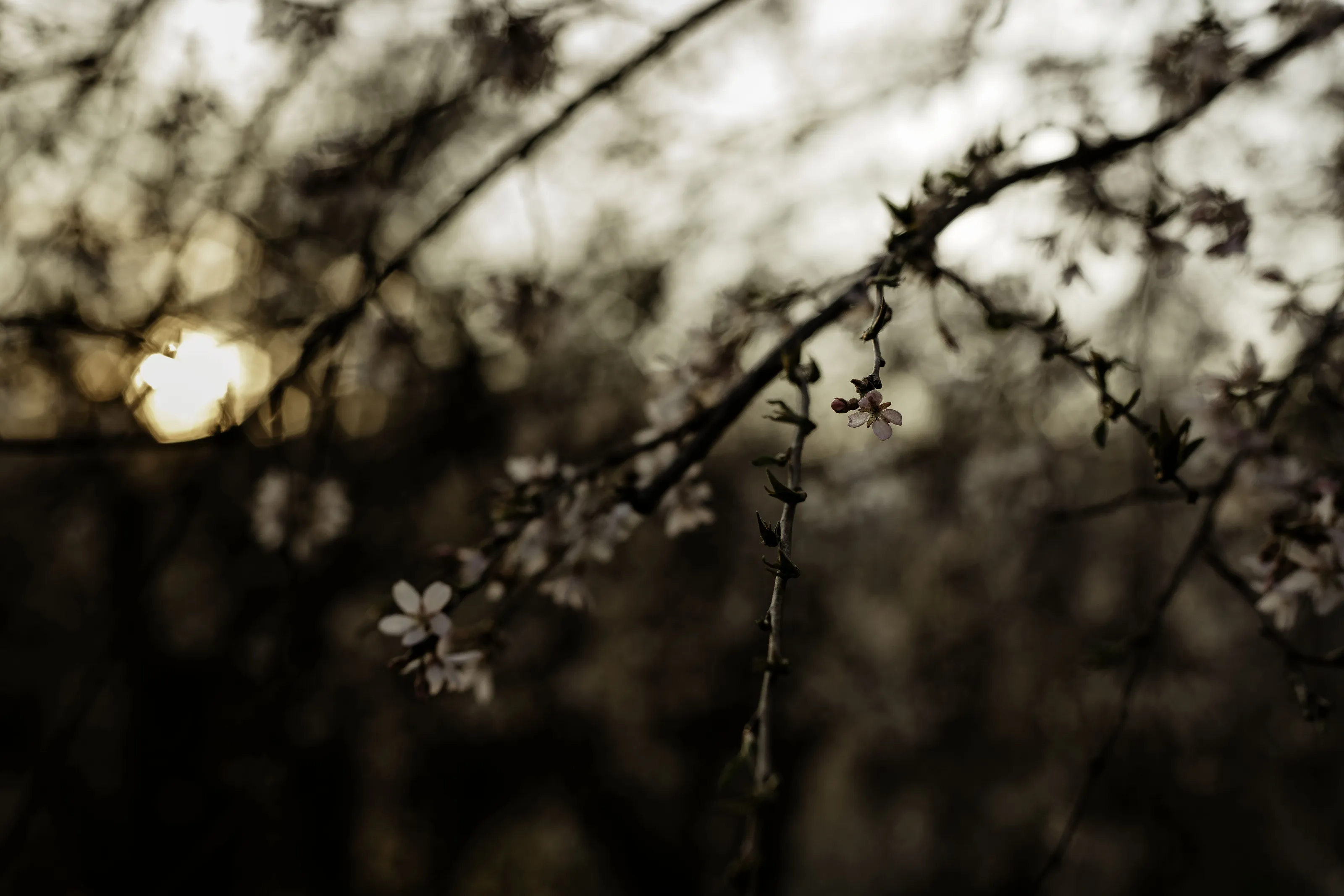 Sunset Blossoms