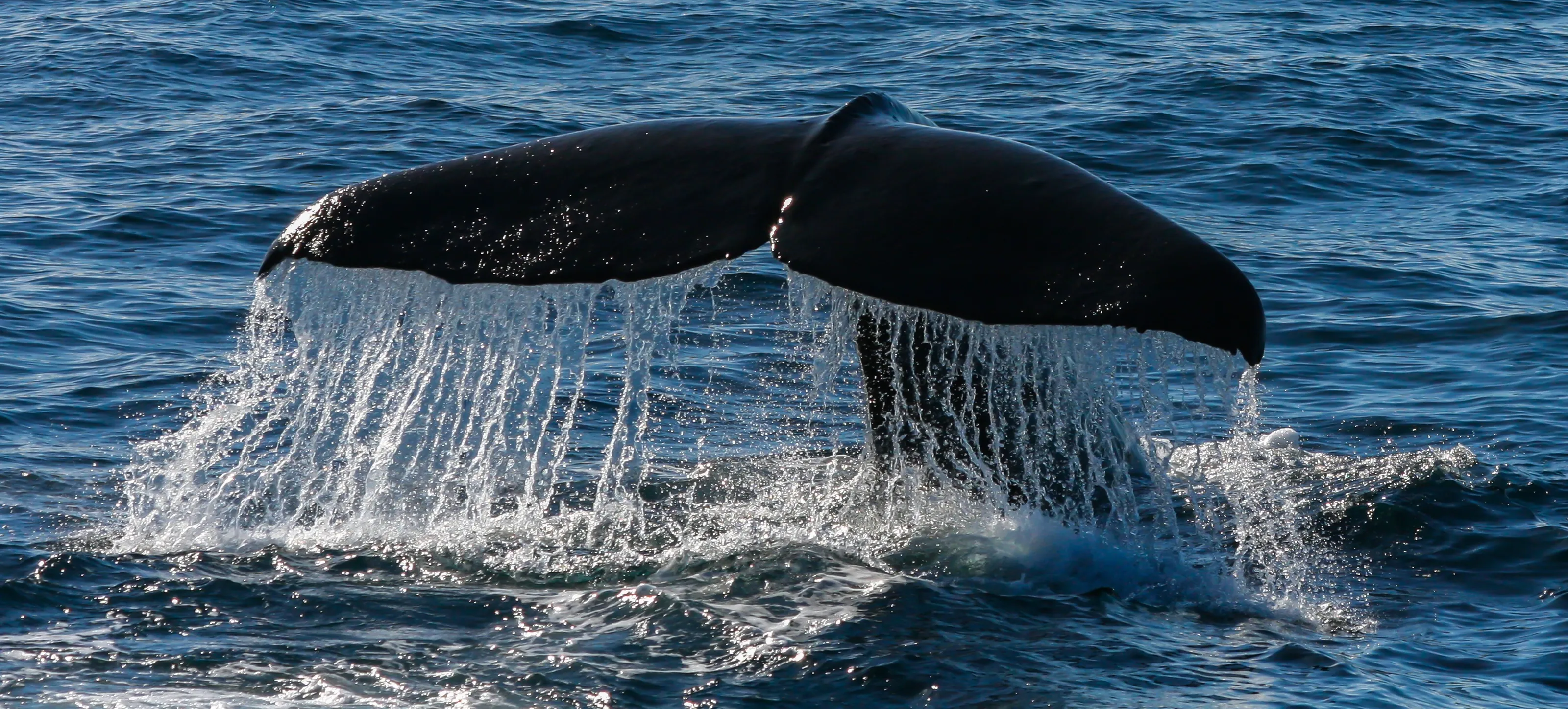 Whale Dive