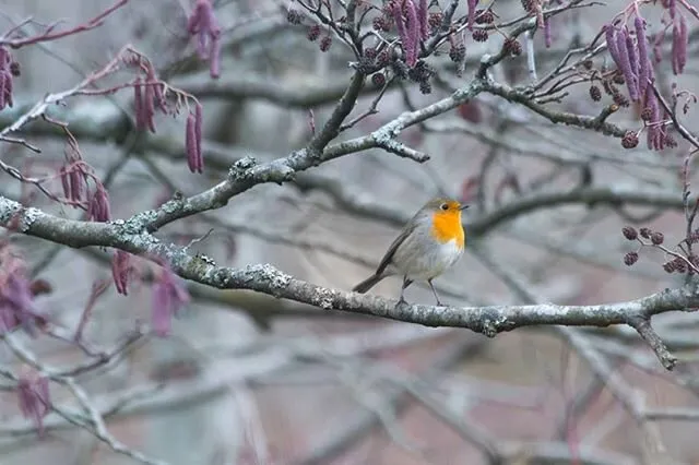 My name is robin
