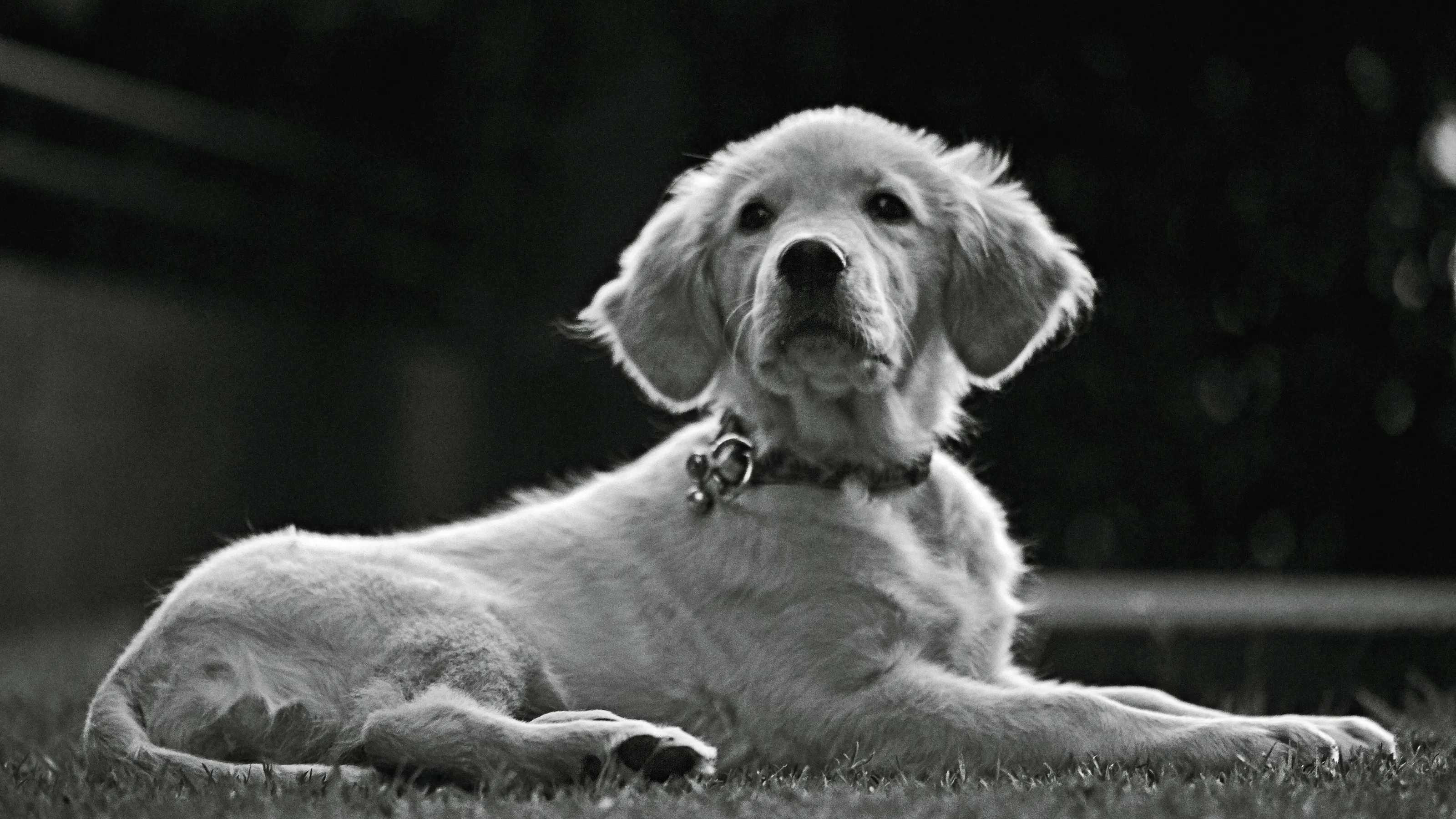 Agata - puppy