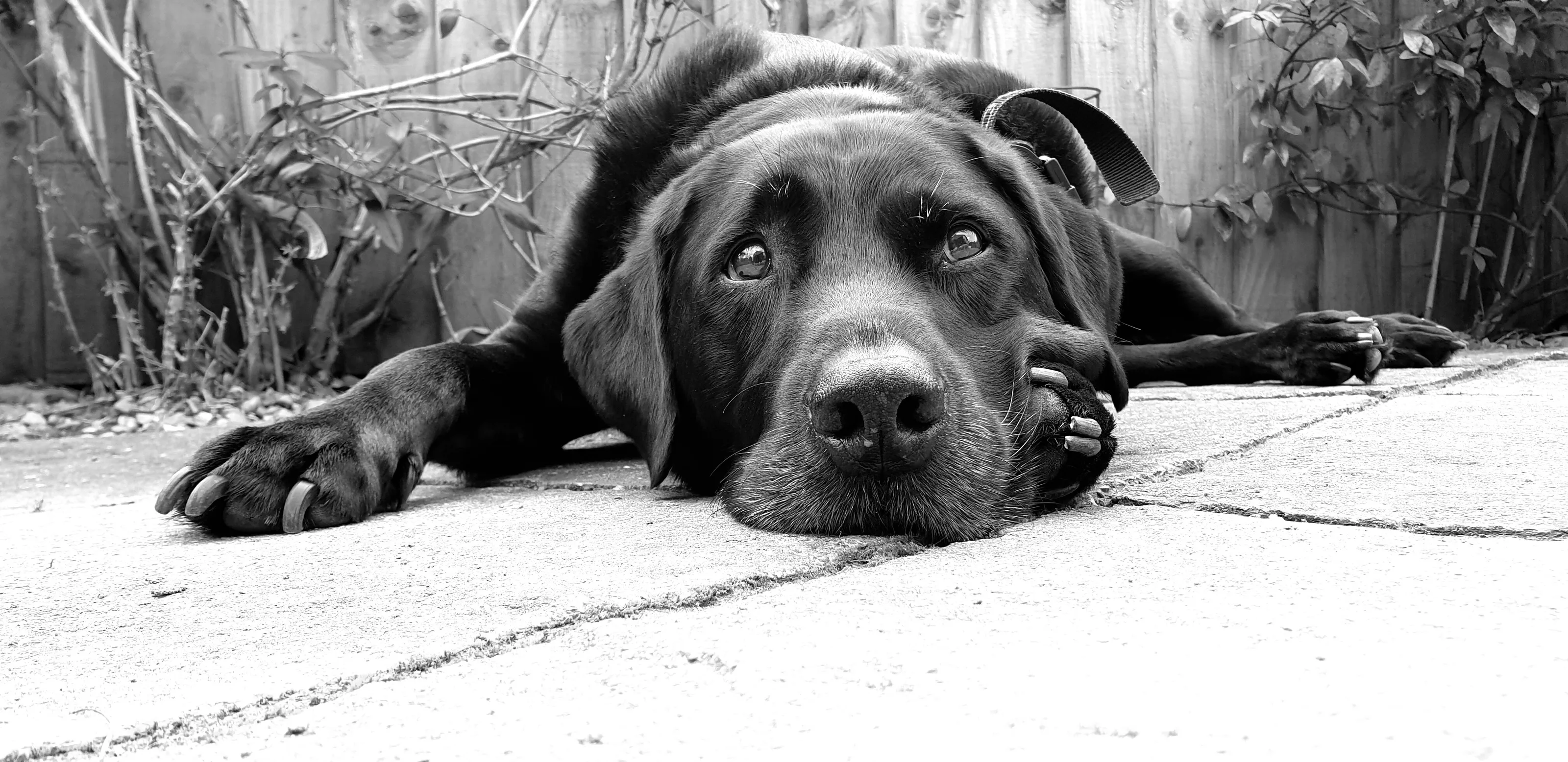 Alfie
