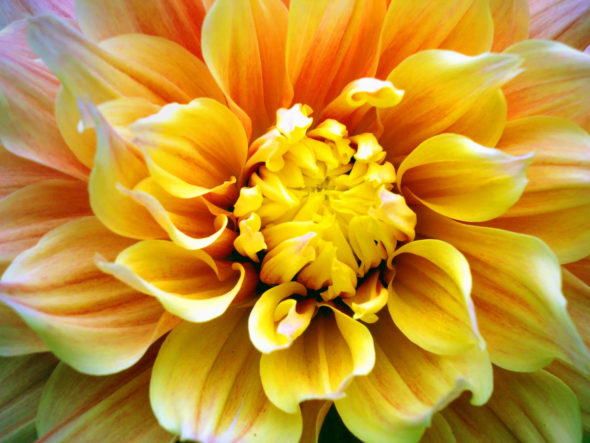 Yellow flower
