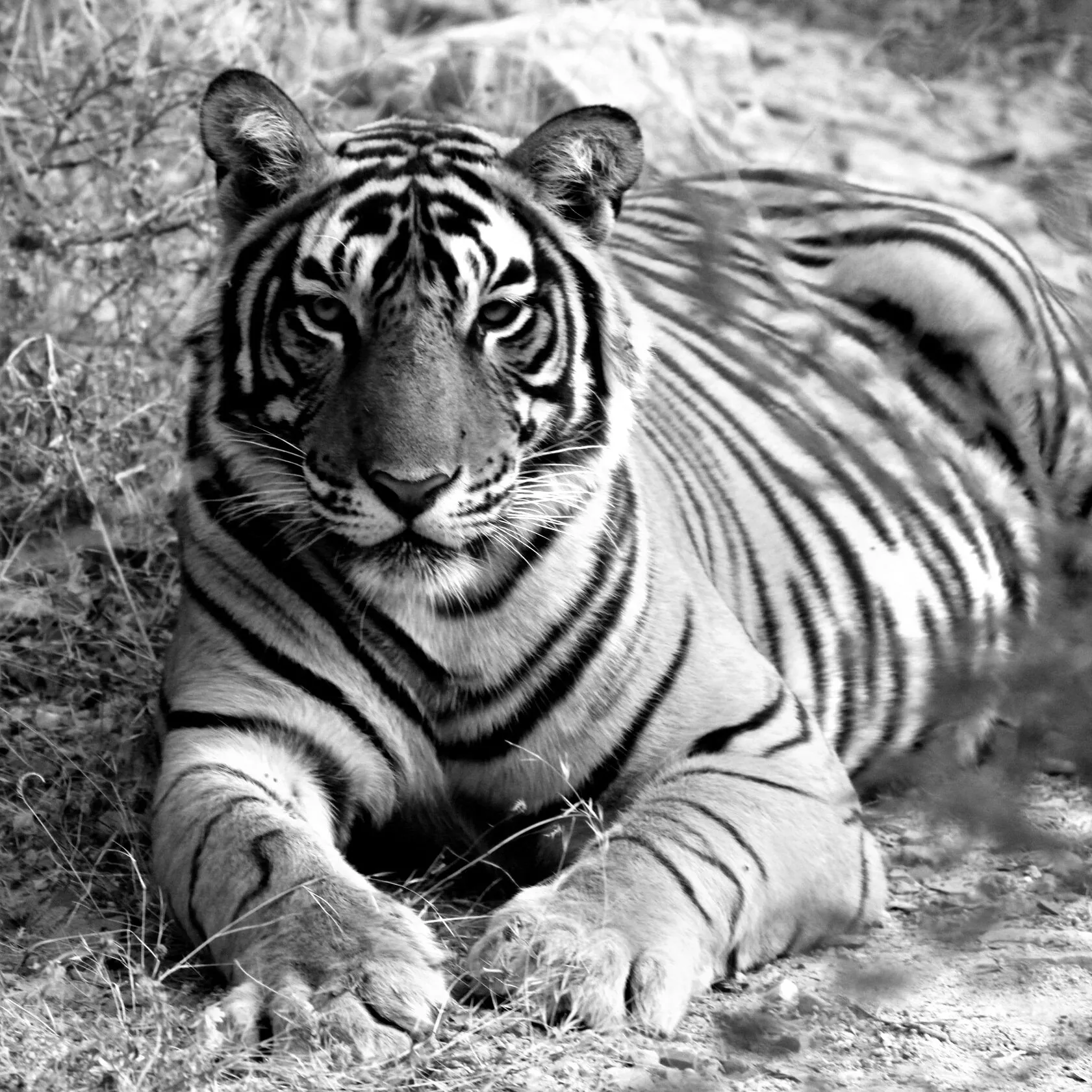 Beauty of Ranthambore