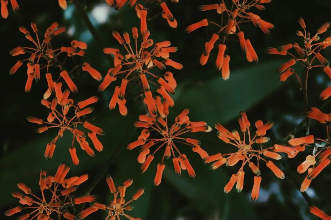 Orange Buds