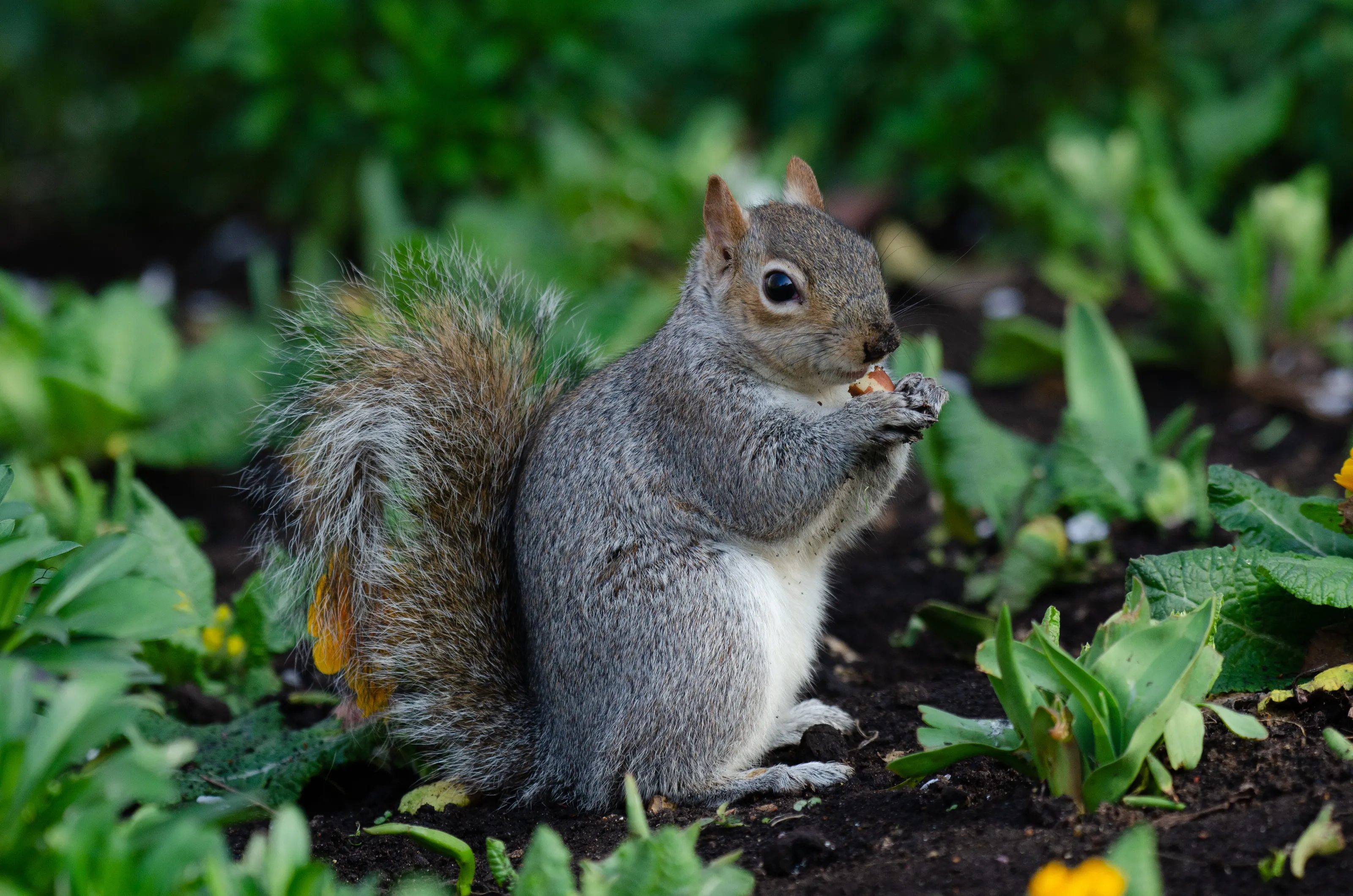 Squirrel eating nut