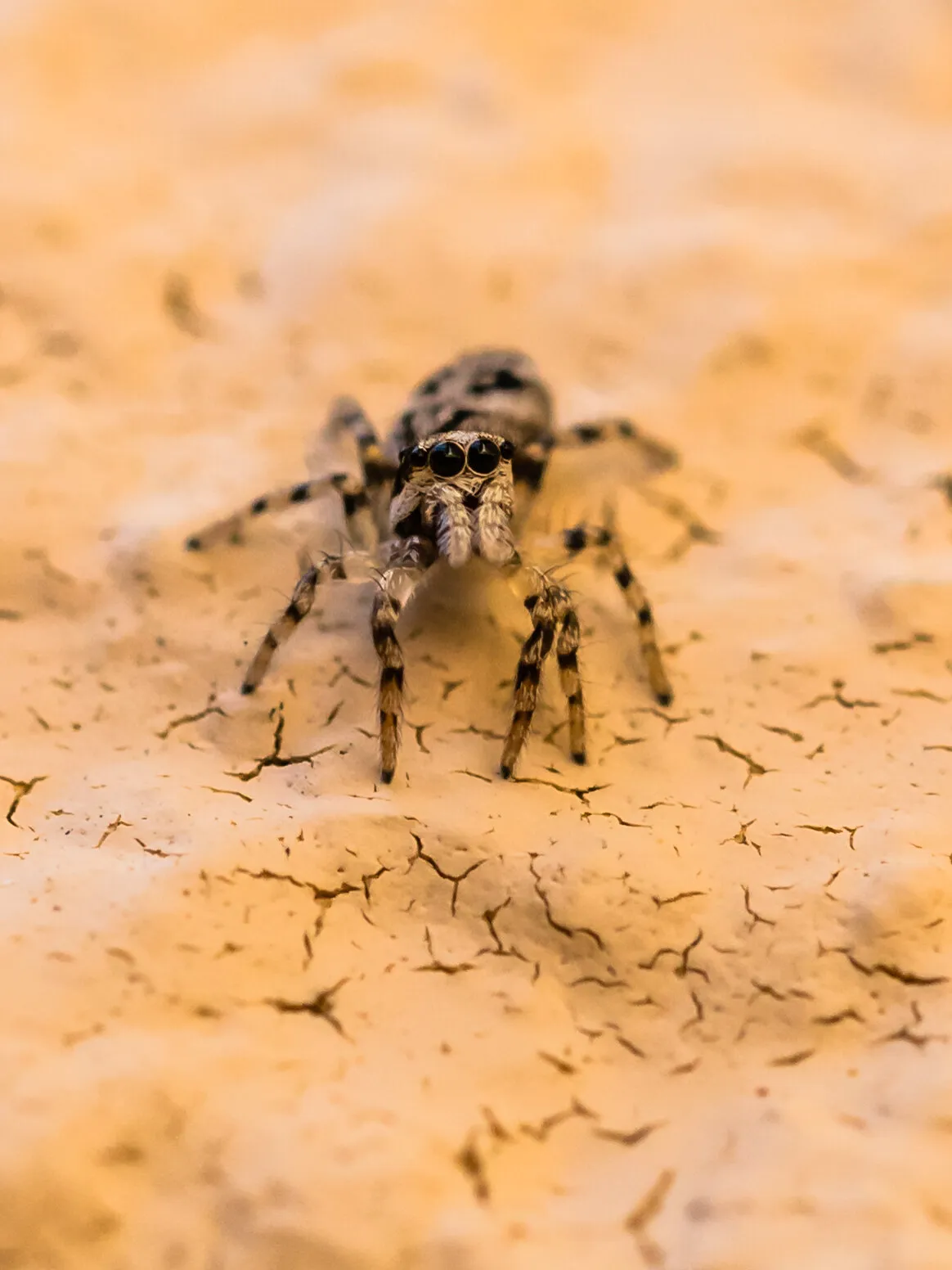 Araignée sauteuse