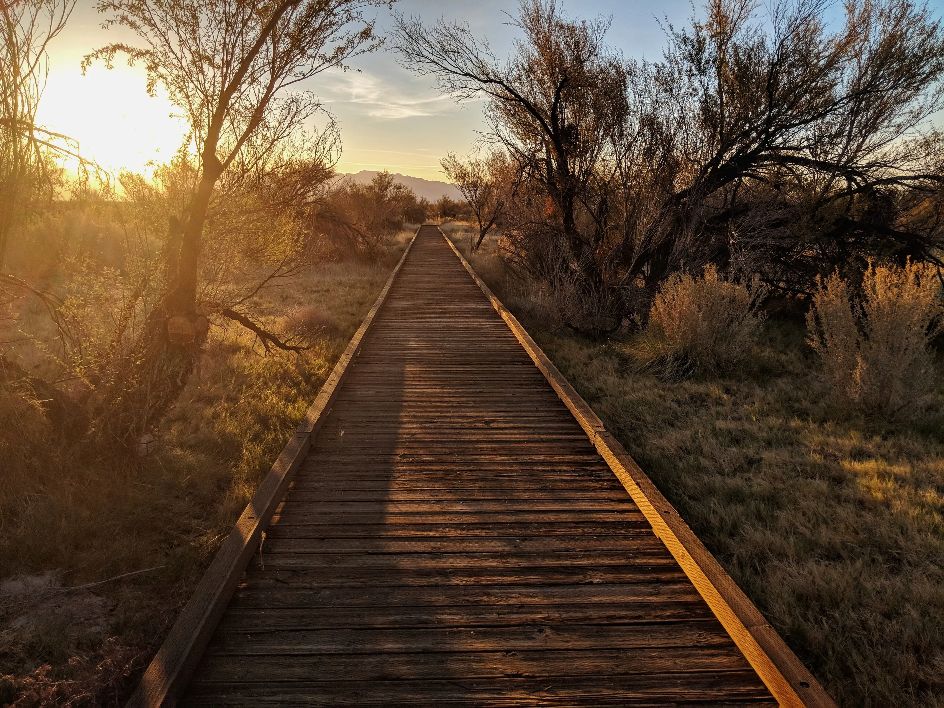 Vanishing Point Tracks