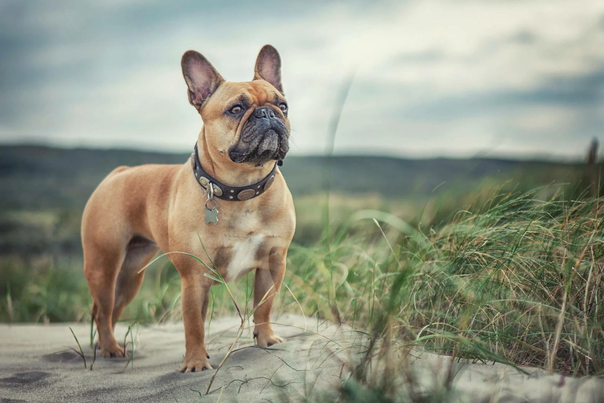 Jessy the frenchie