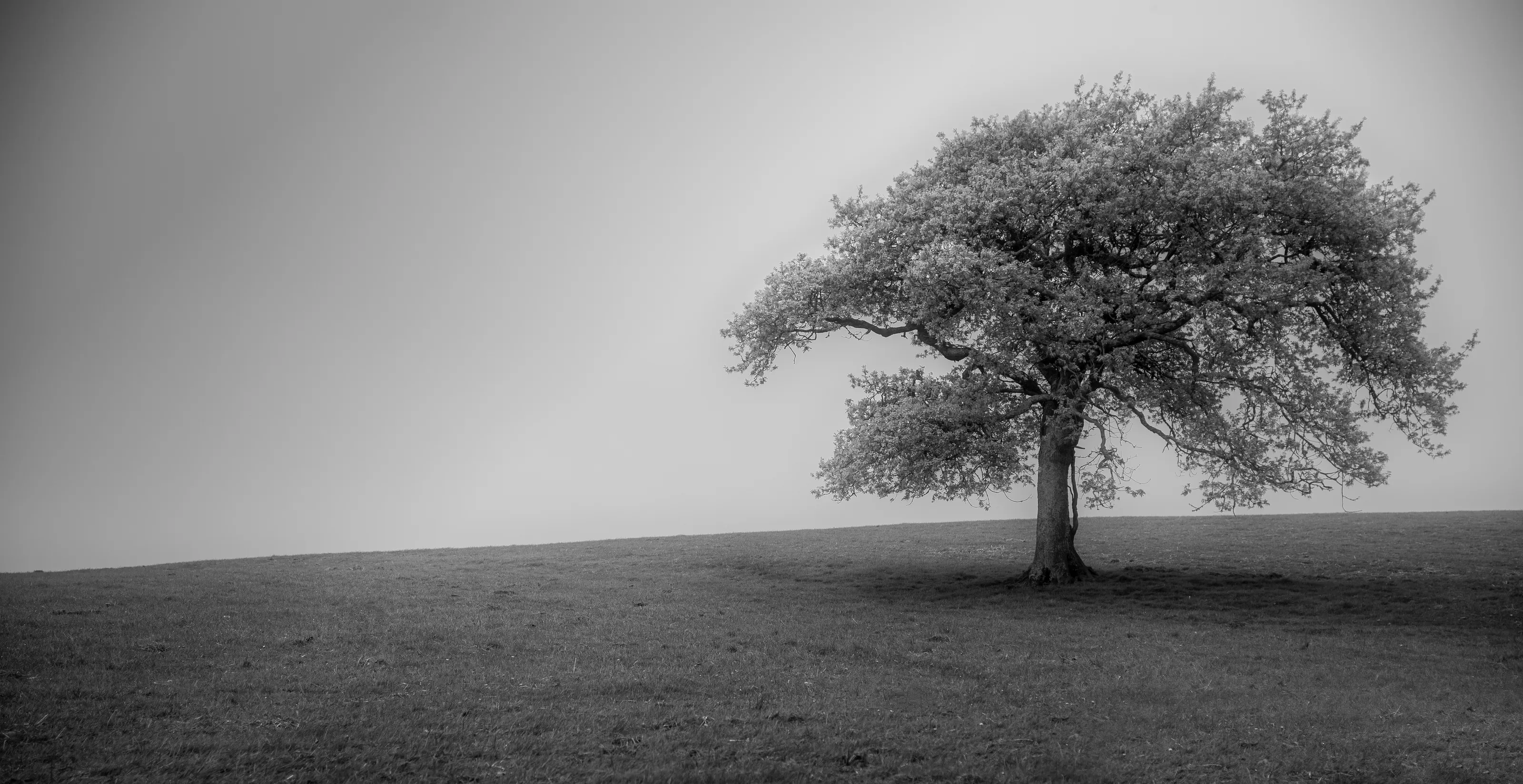 Lone tree