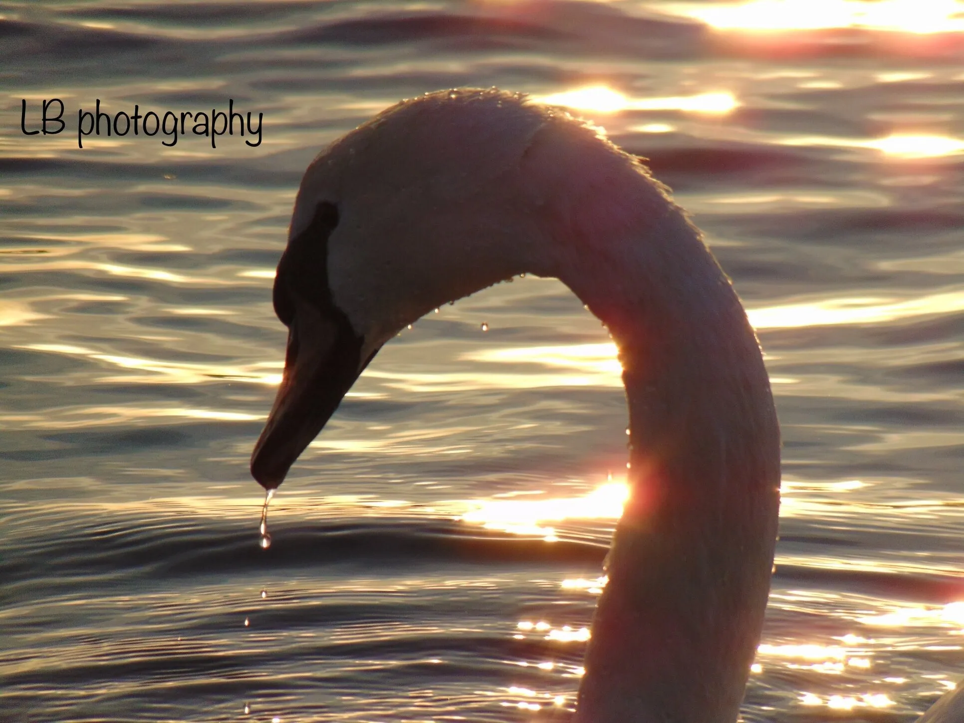 Swan and sunsets