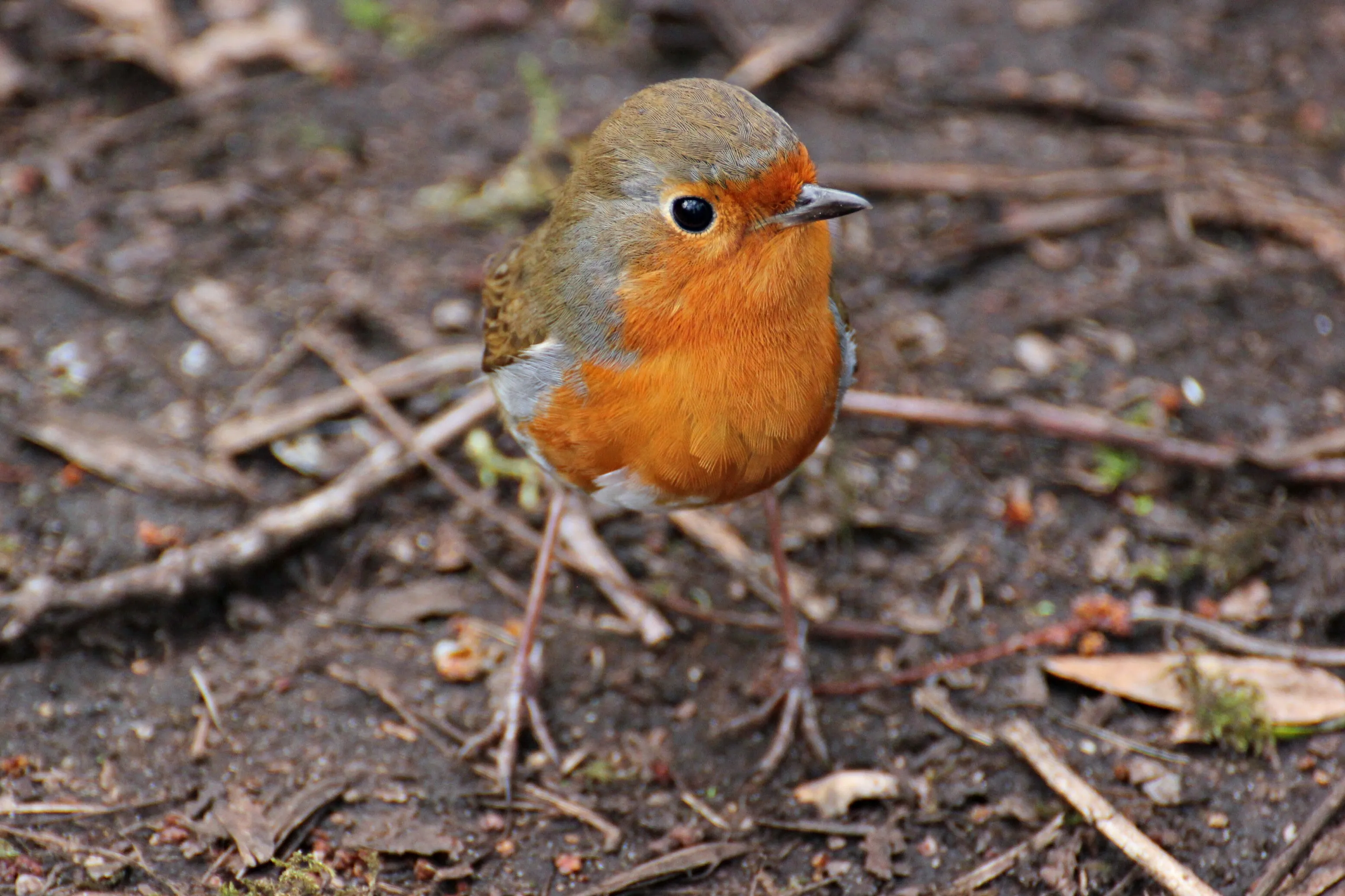 Springtime Robin