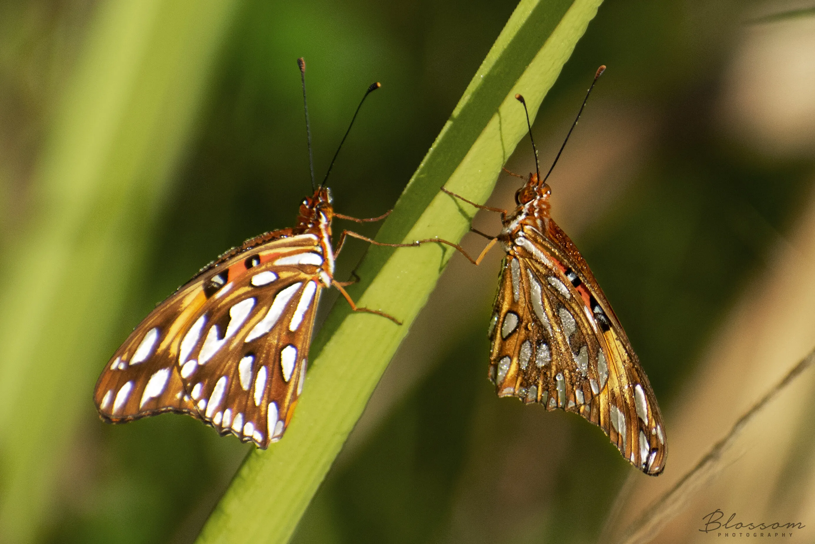 Mariposas