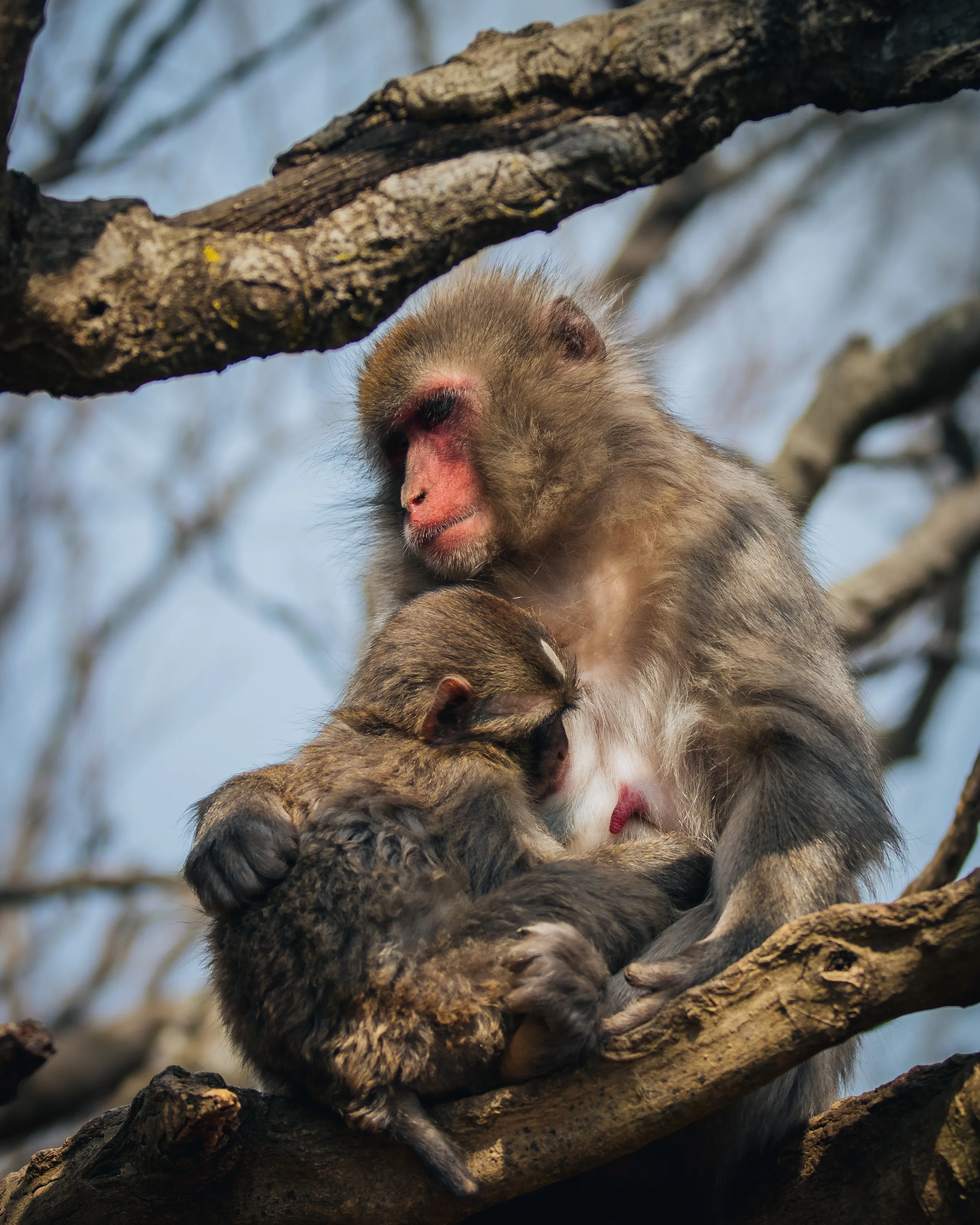 Japanese macaque