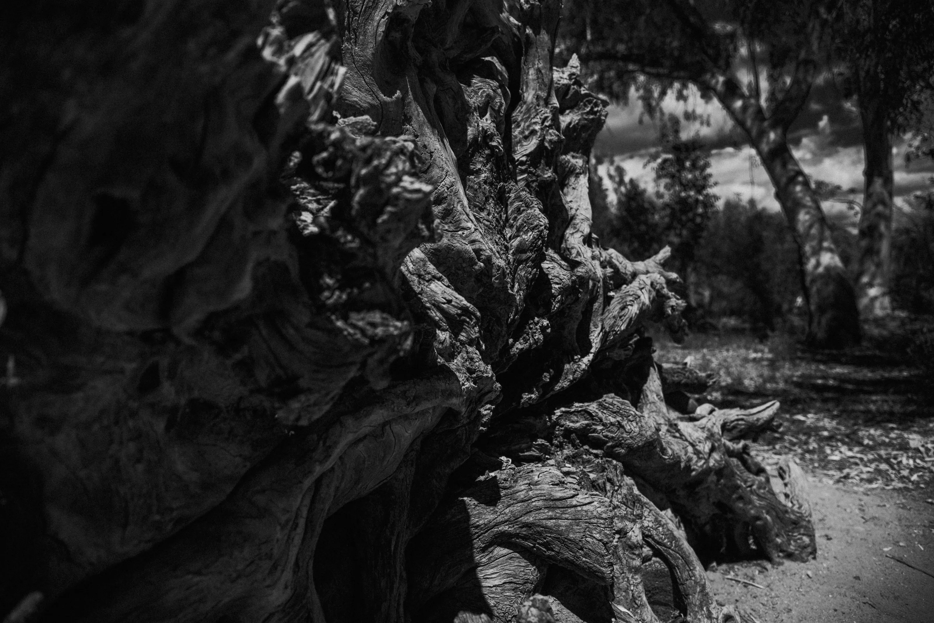 Stump of Fallen Tree.  Boyce Thompson Arboretum, Superior, AZ