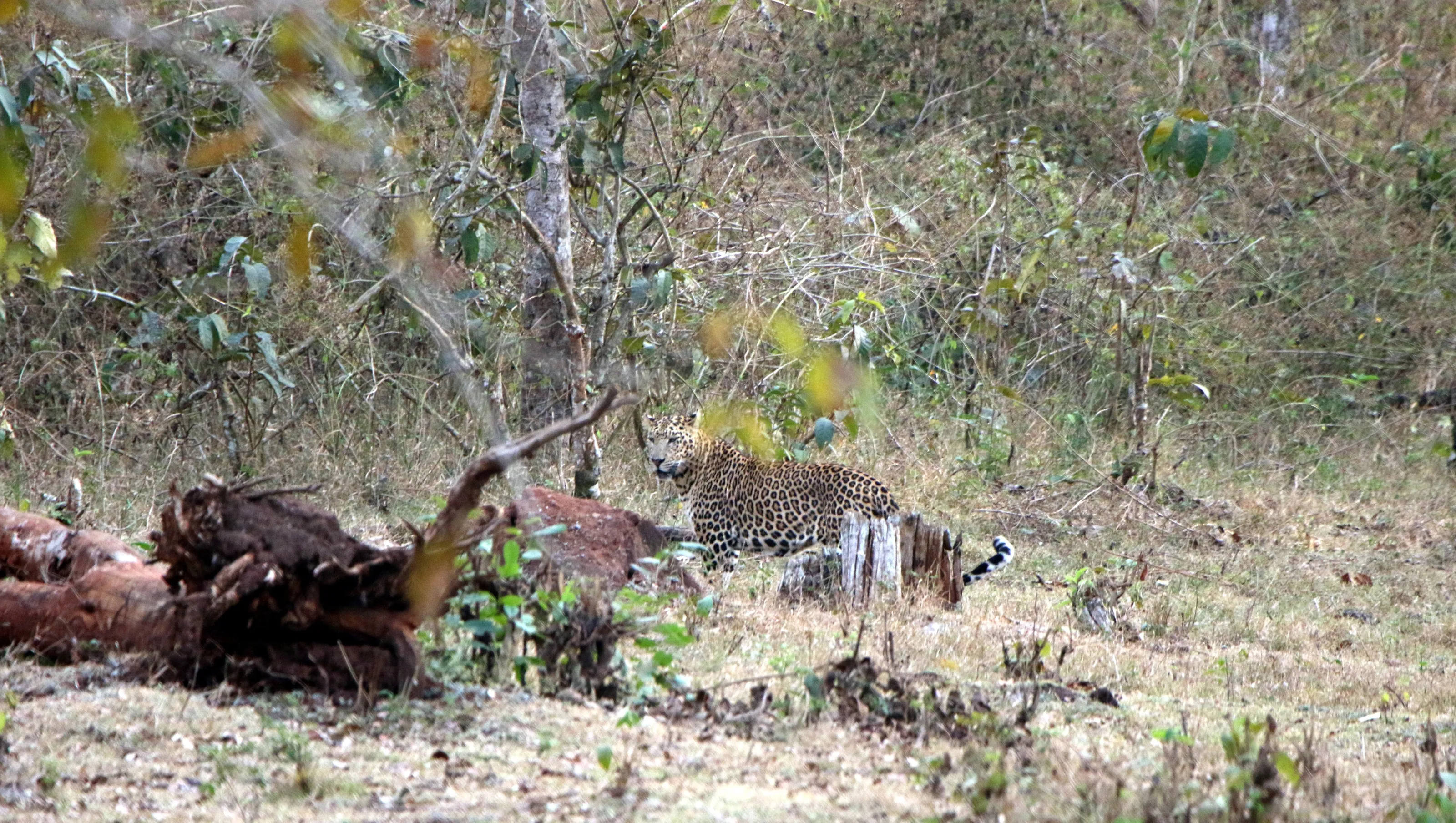 Sighting of a leopard on Safari in India