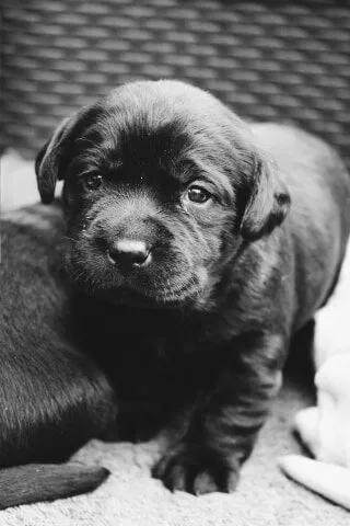 Puppy Dog Eyes