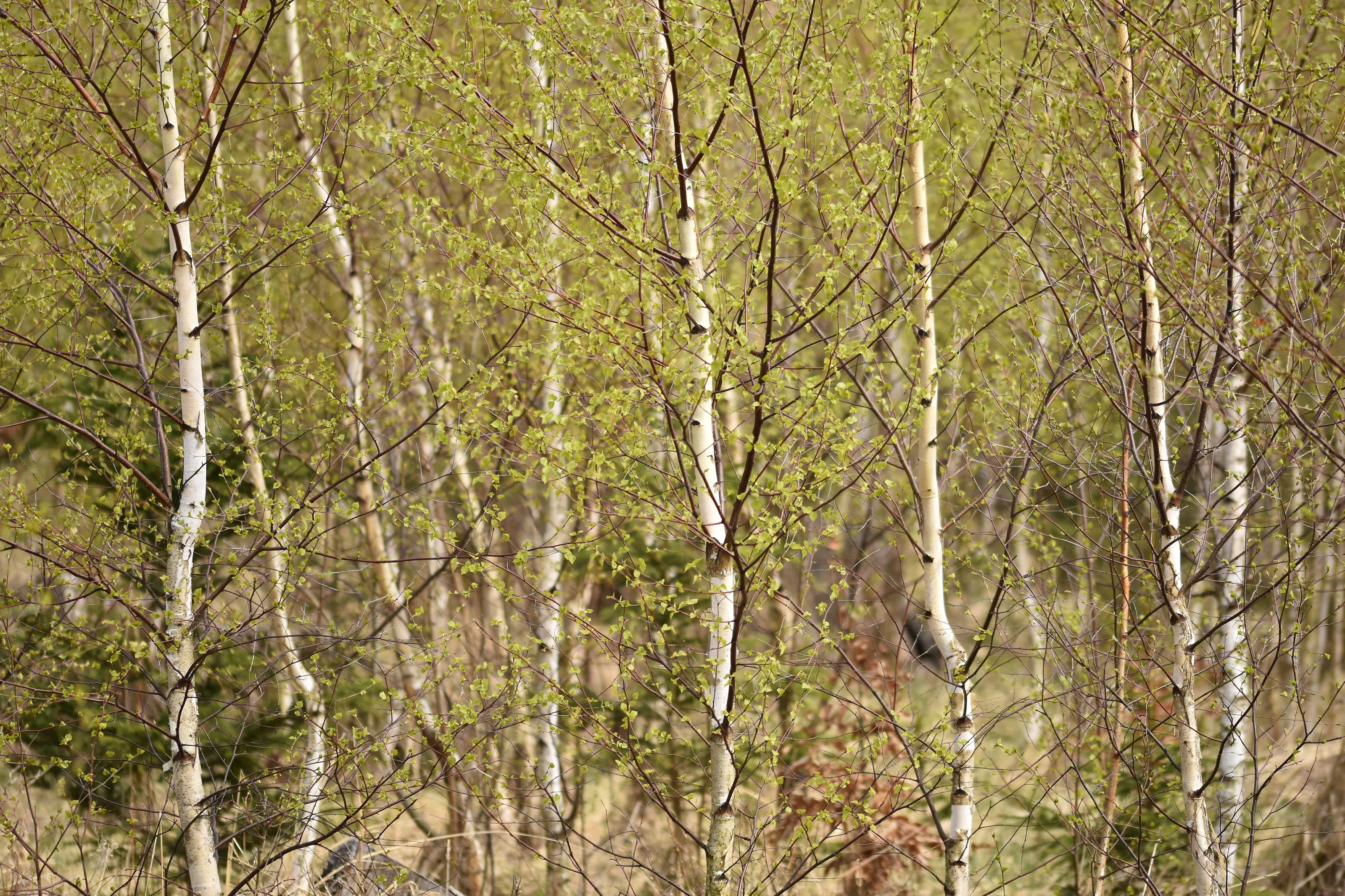 Birch trees in spring colors