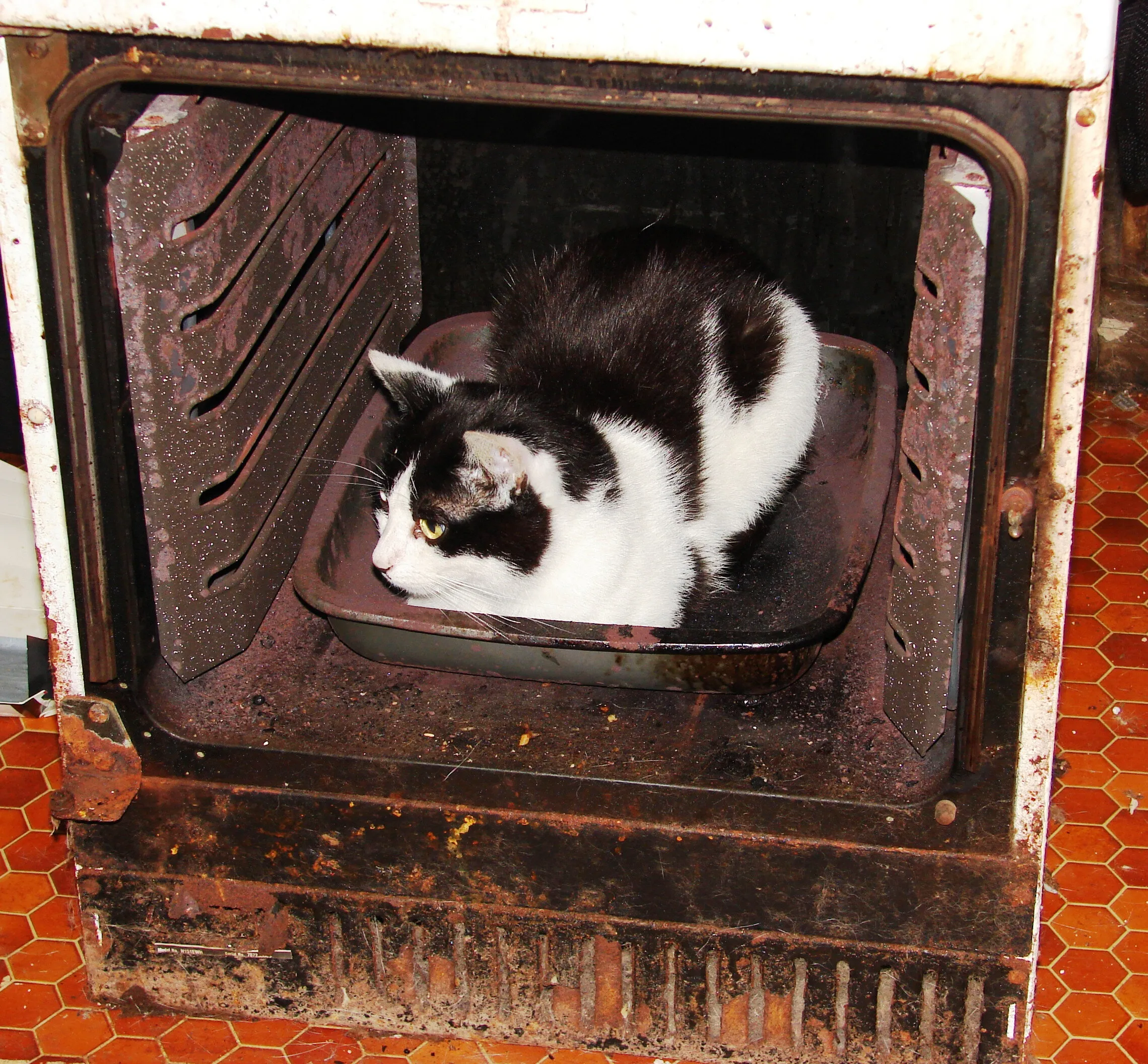 Haya in old oven