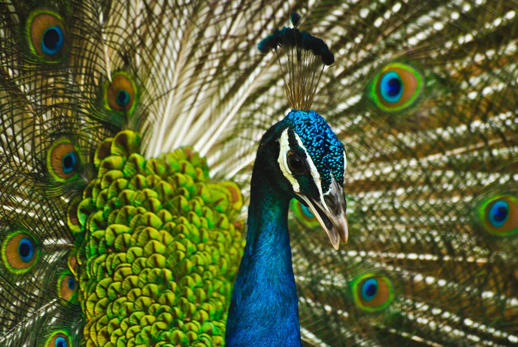 Indian Peacock