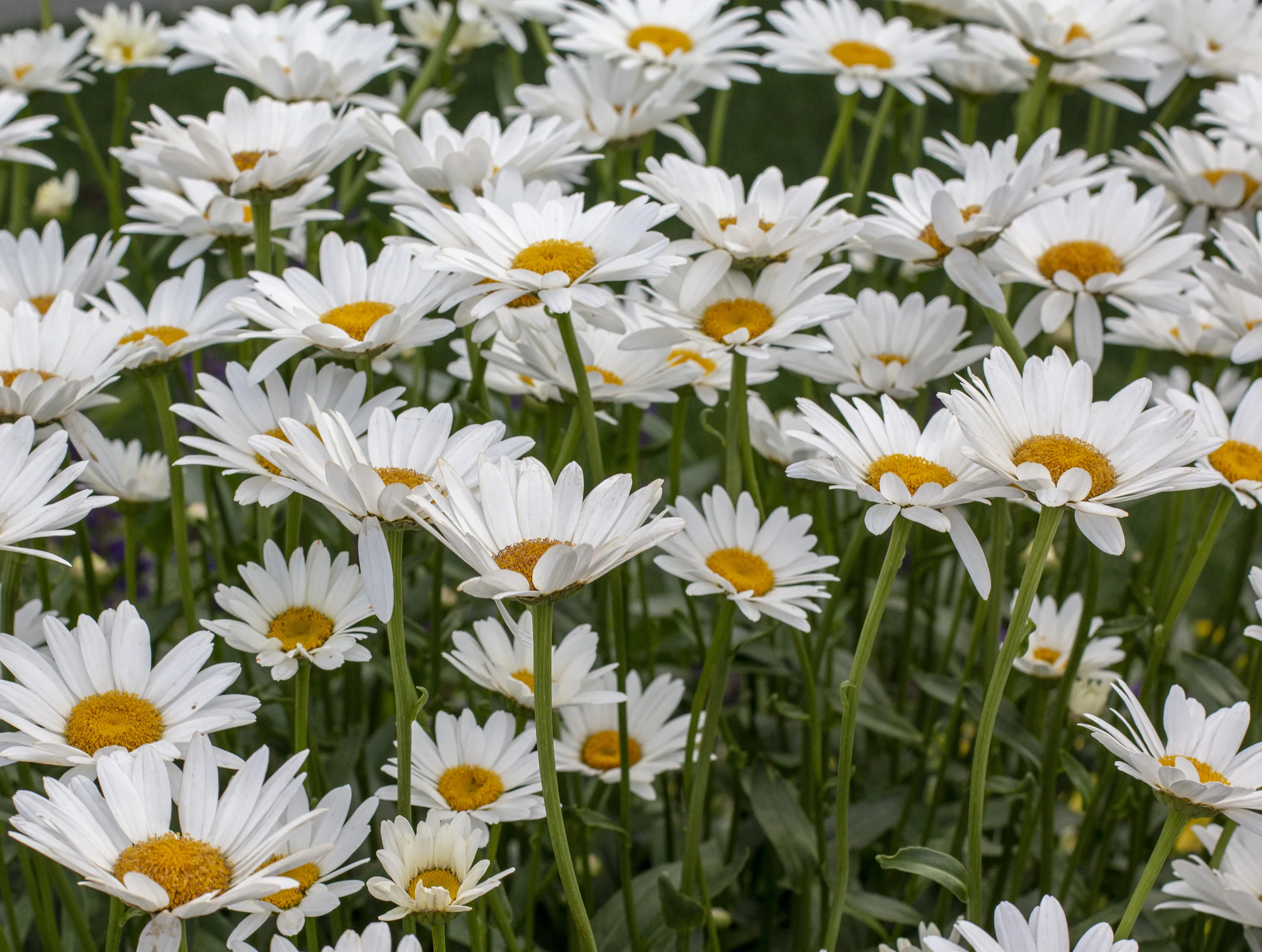 White Daisies