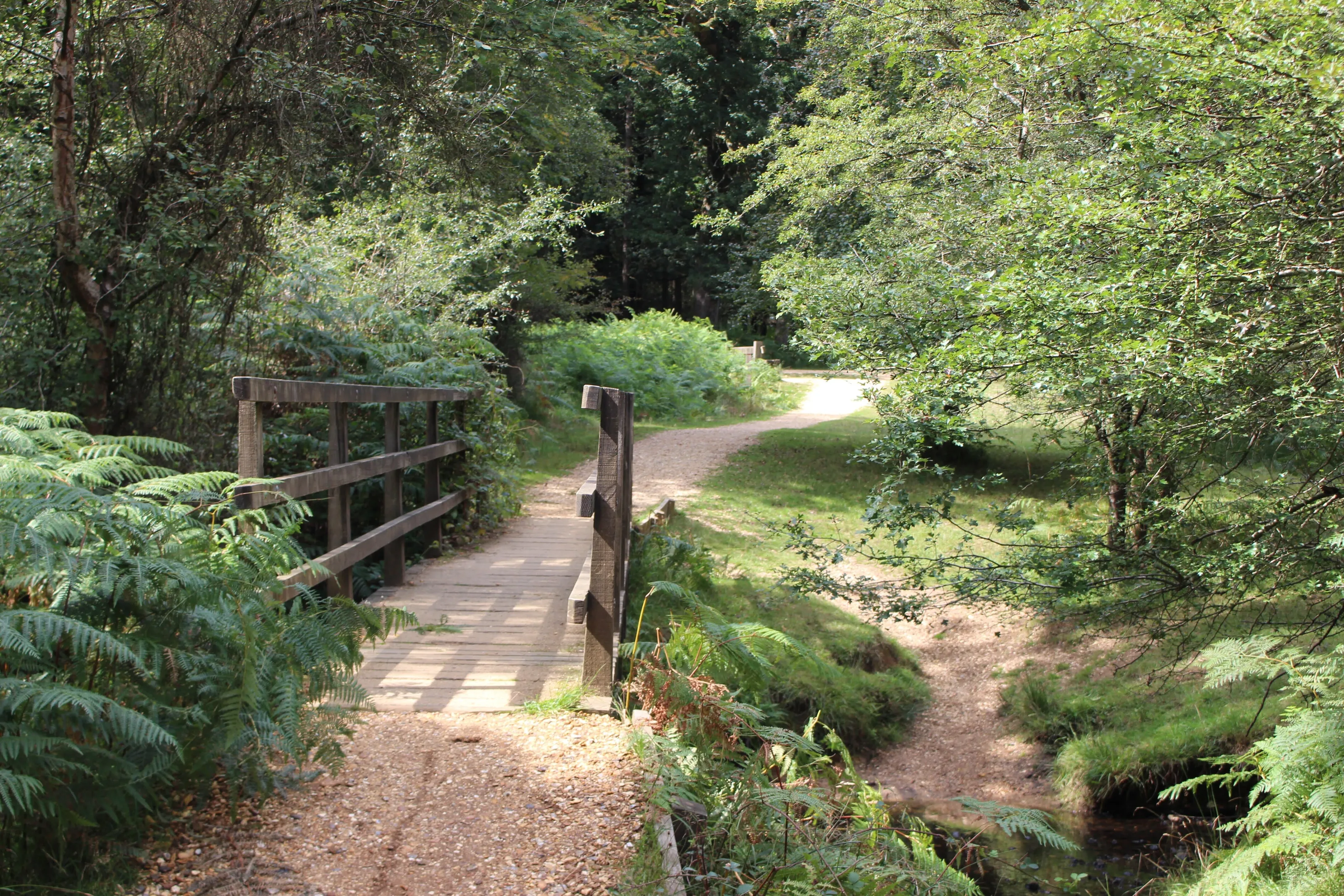 Footbridge to the forest