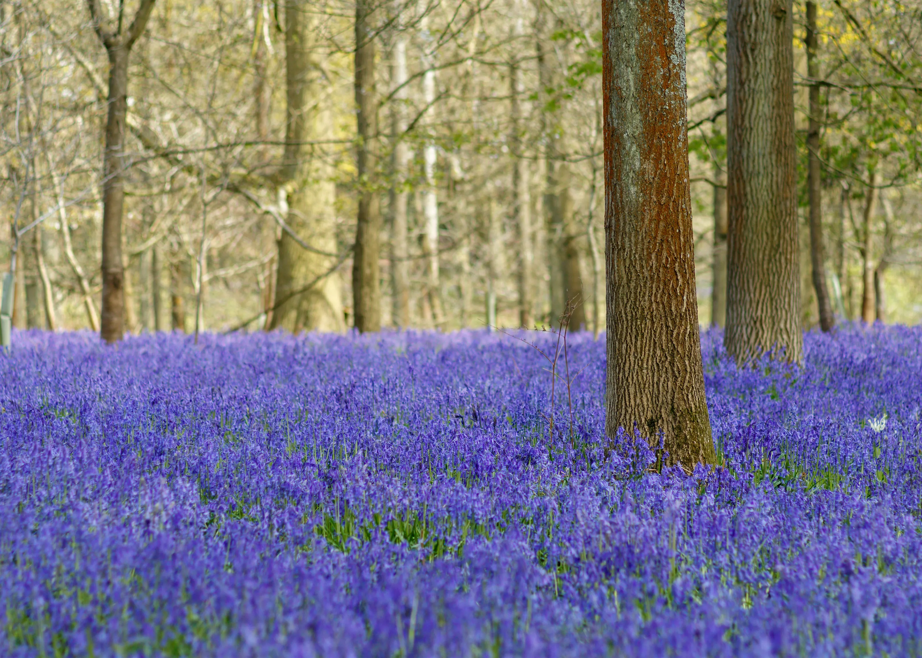 Bluebells