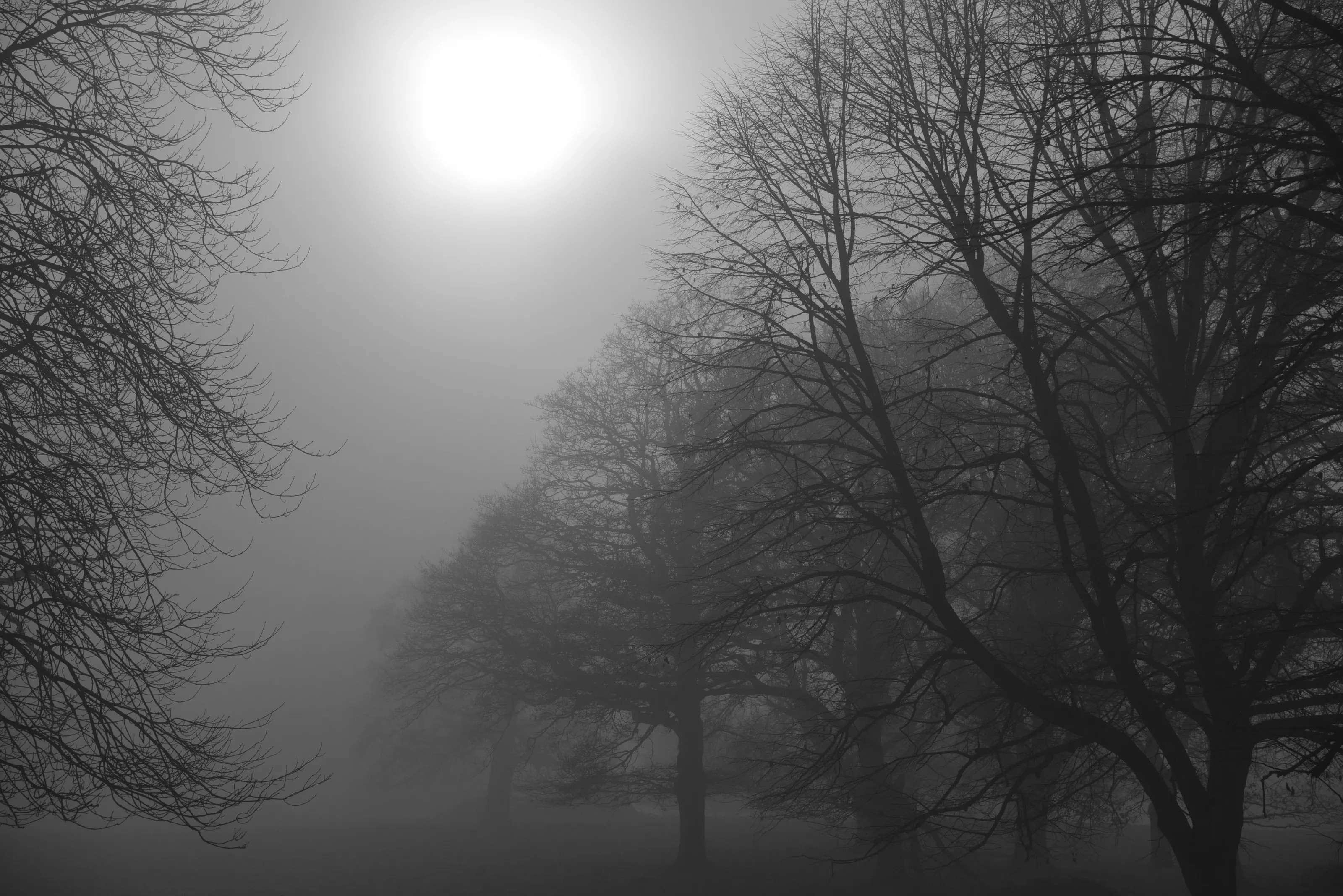Foggy December Morning