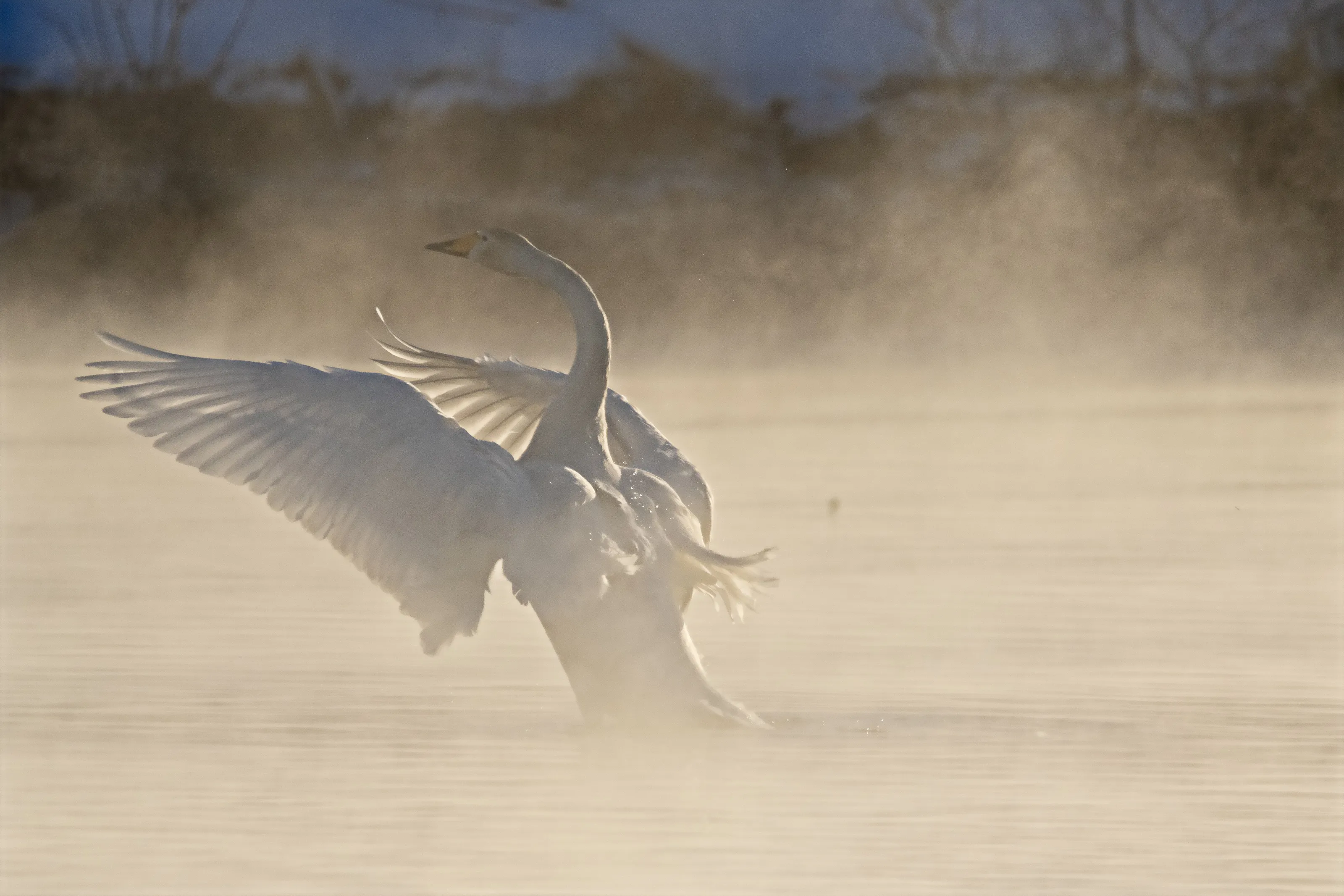 Wings in the mist.