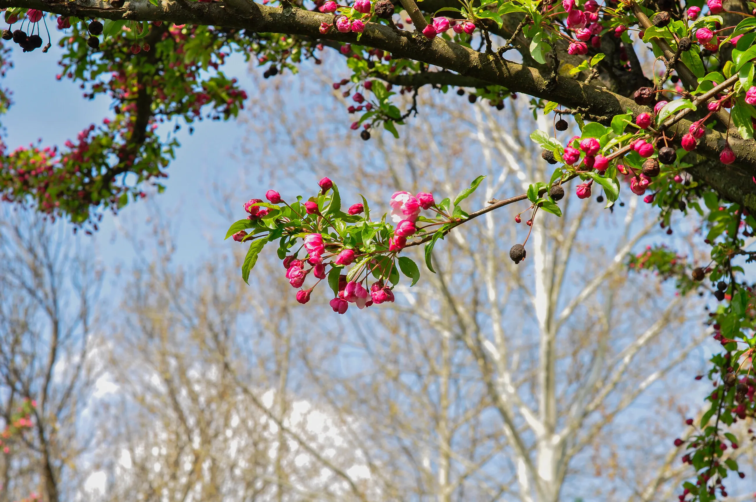 Spring