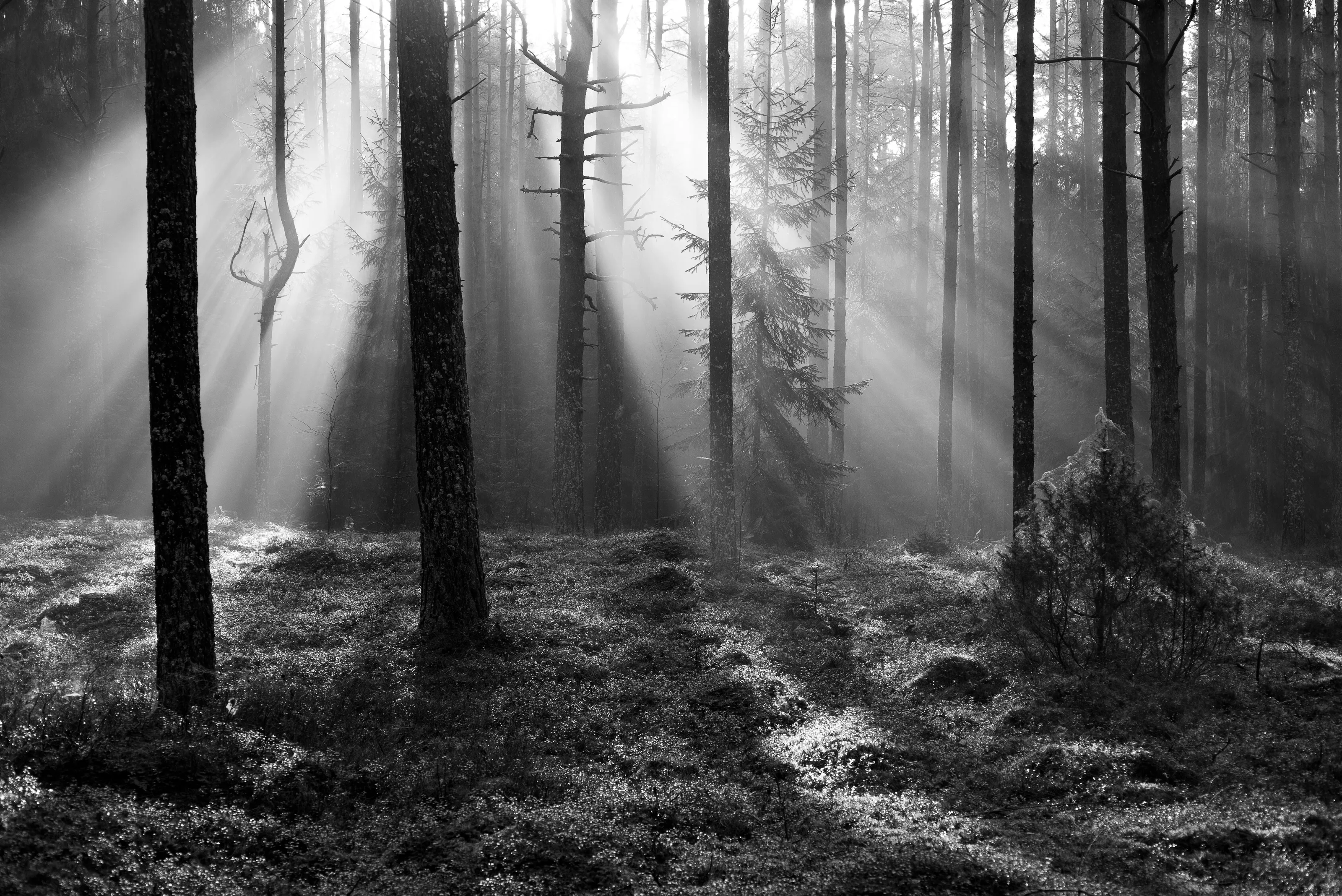 Cold morning