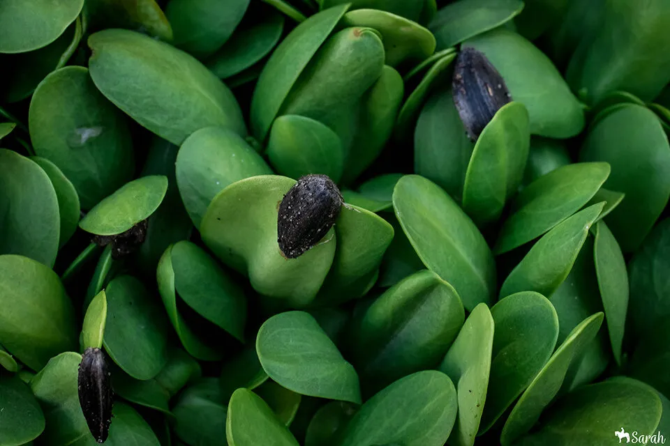 Sprouts