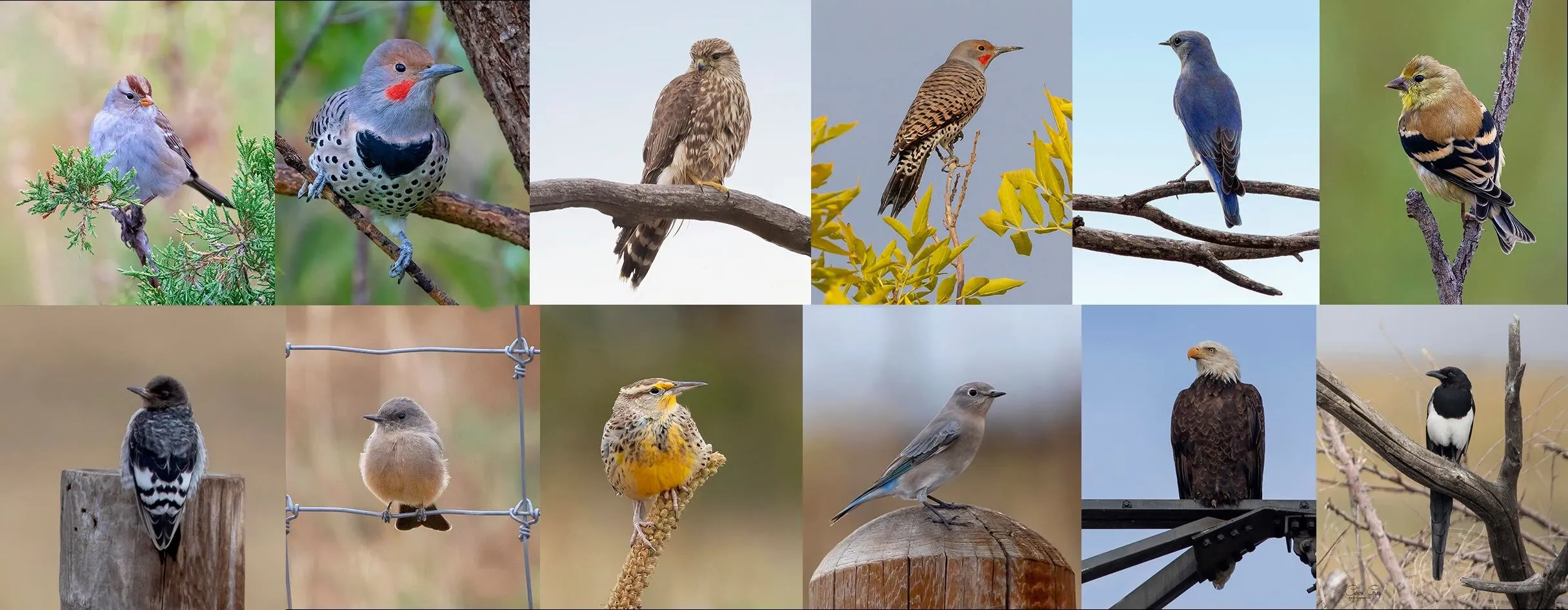 Birds photographed in Colorado