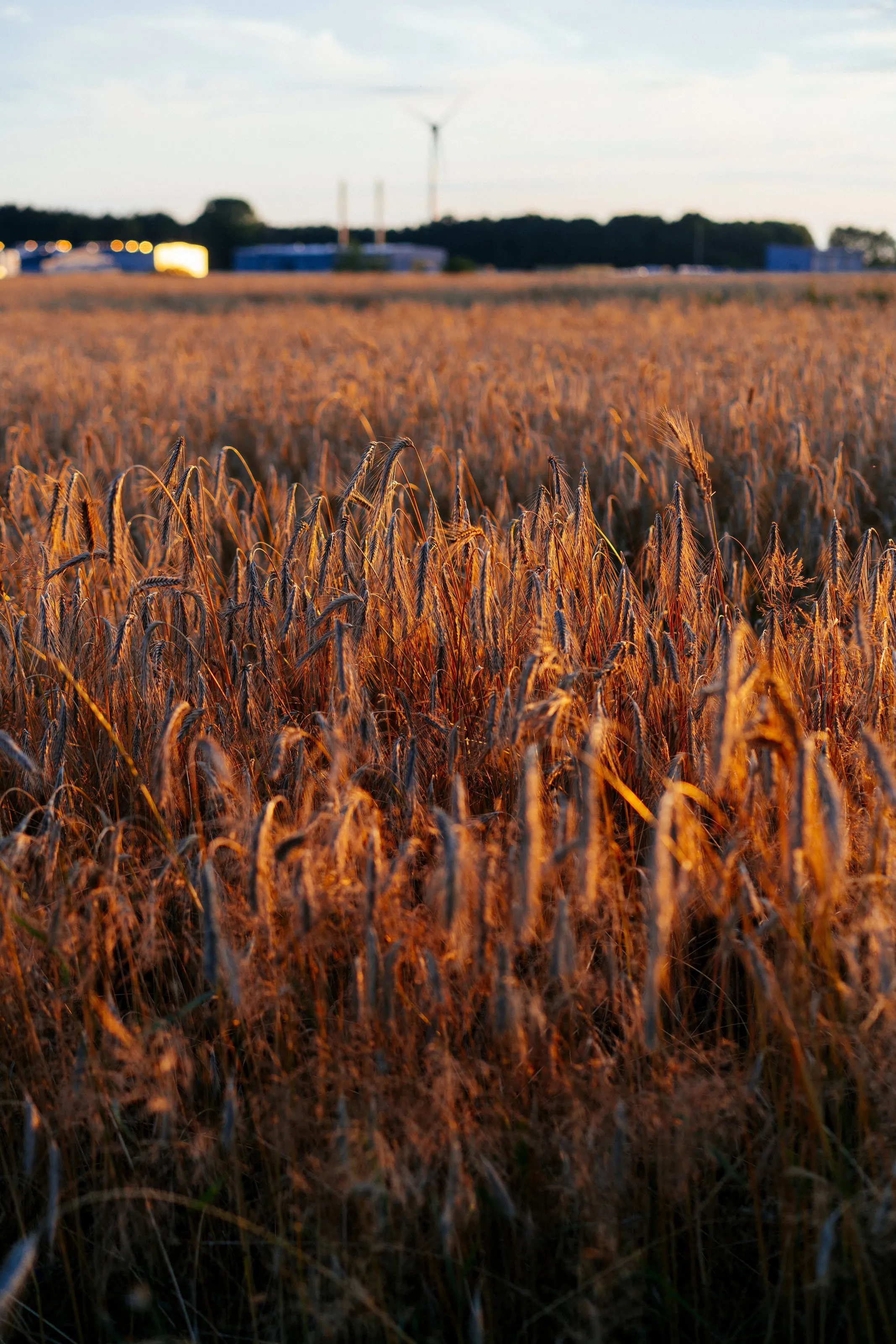 Hiding in a field of gold
