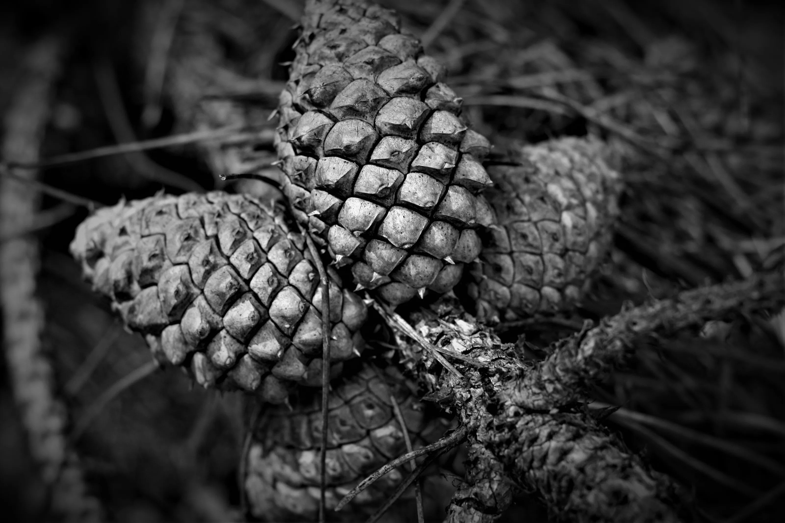 Pine cones
