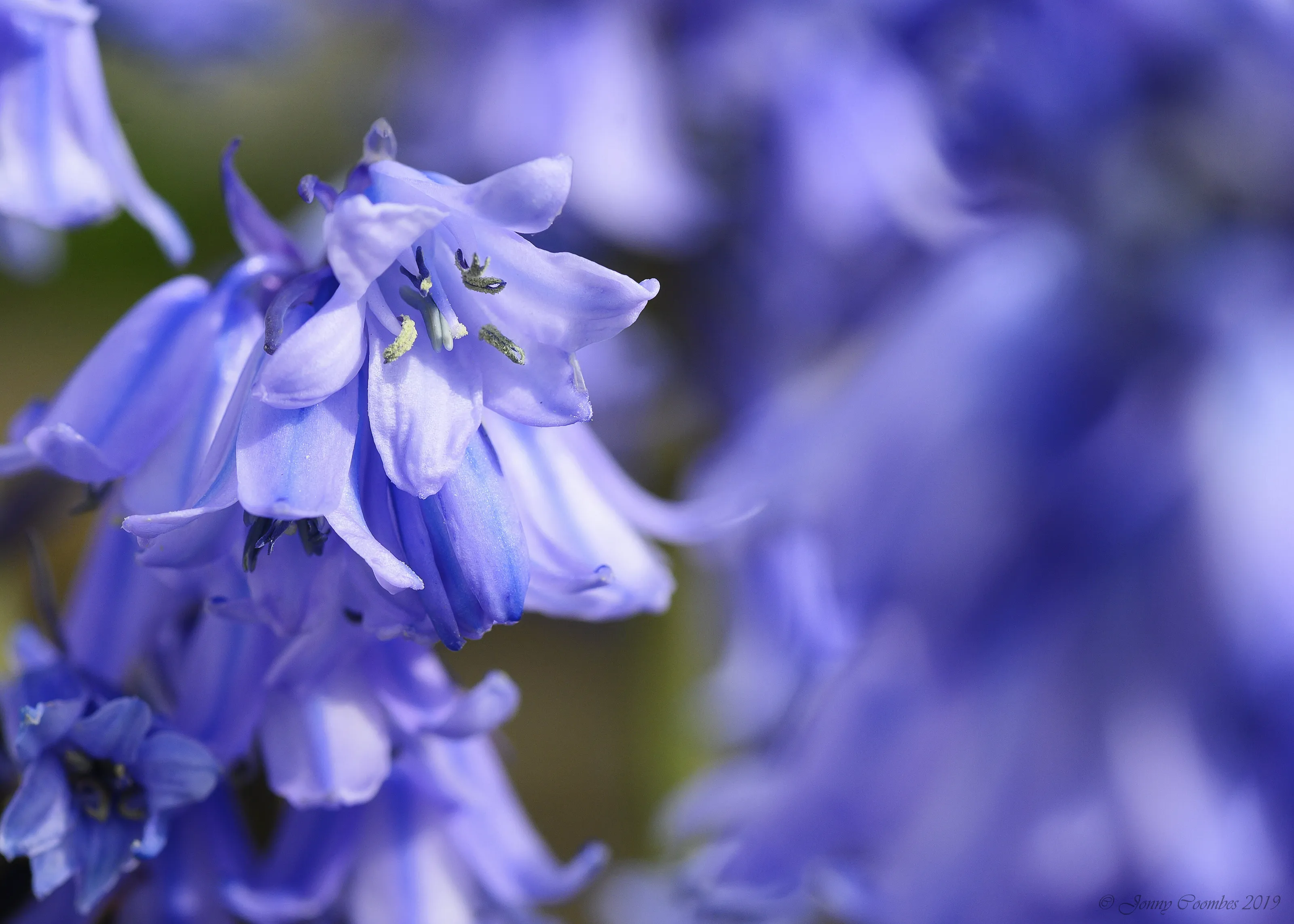 Bluebells