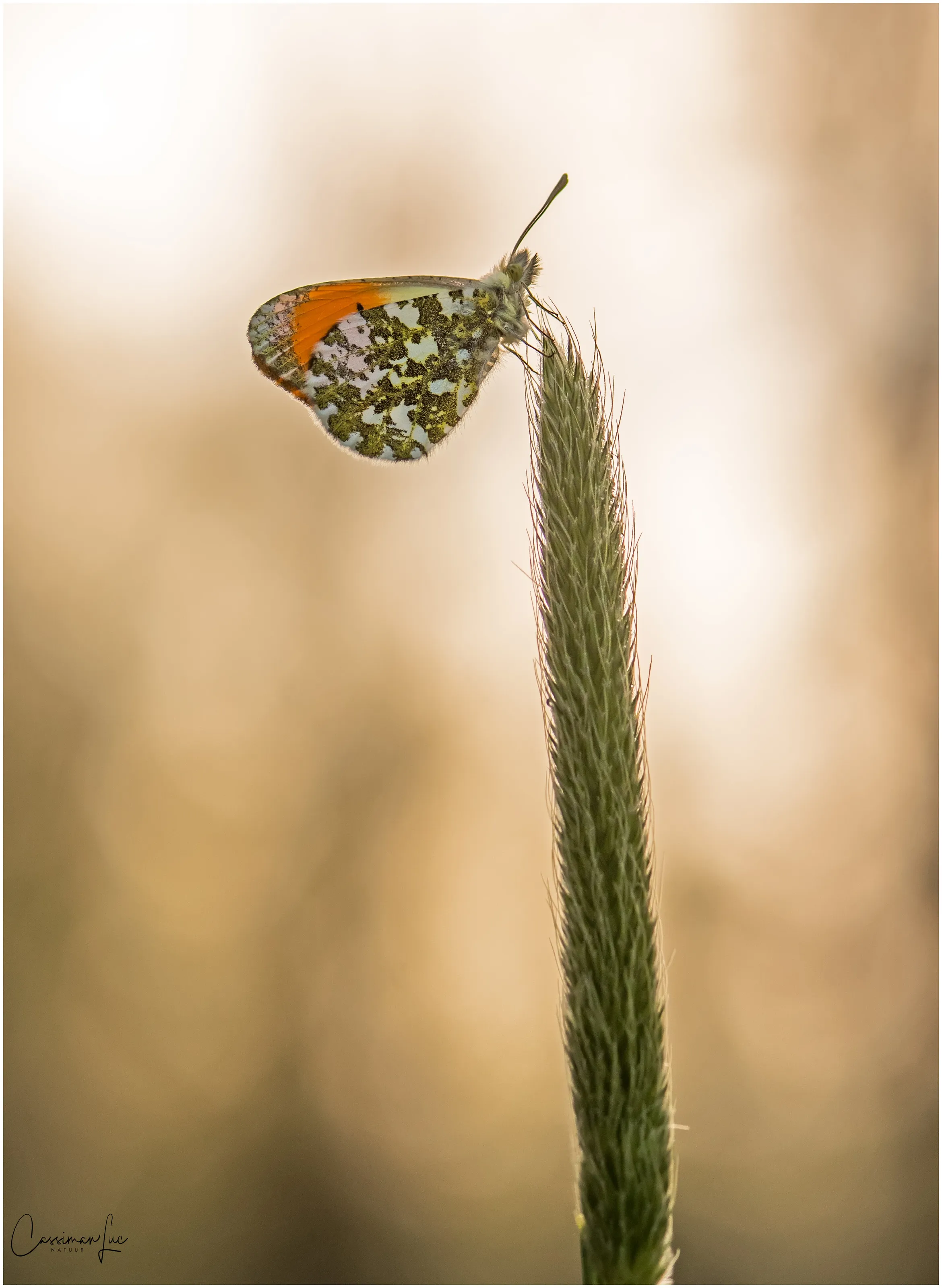 Orange Tip