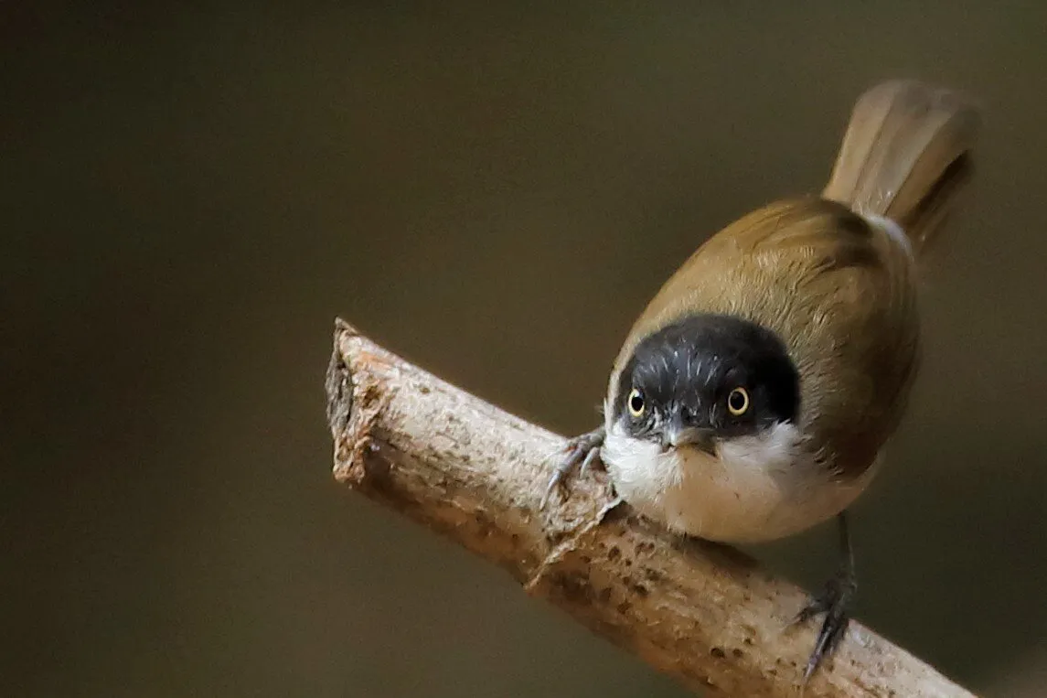 Dark Fronted Babbler