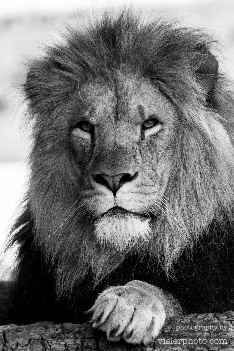 Lion @ cph zoo