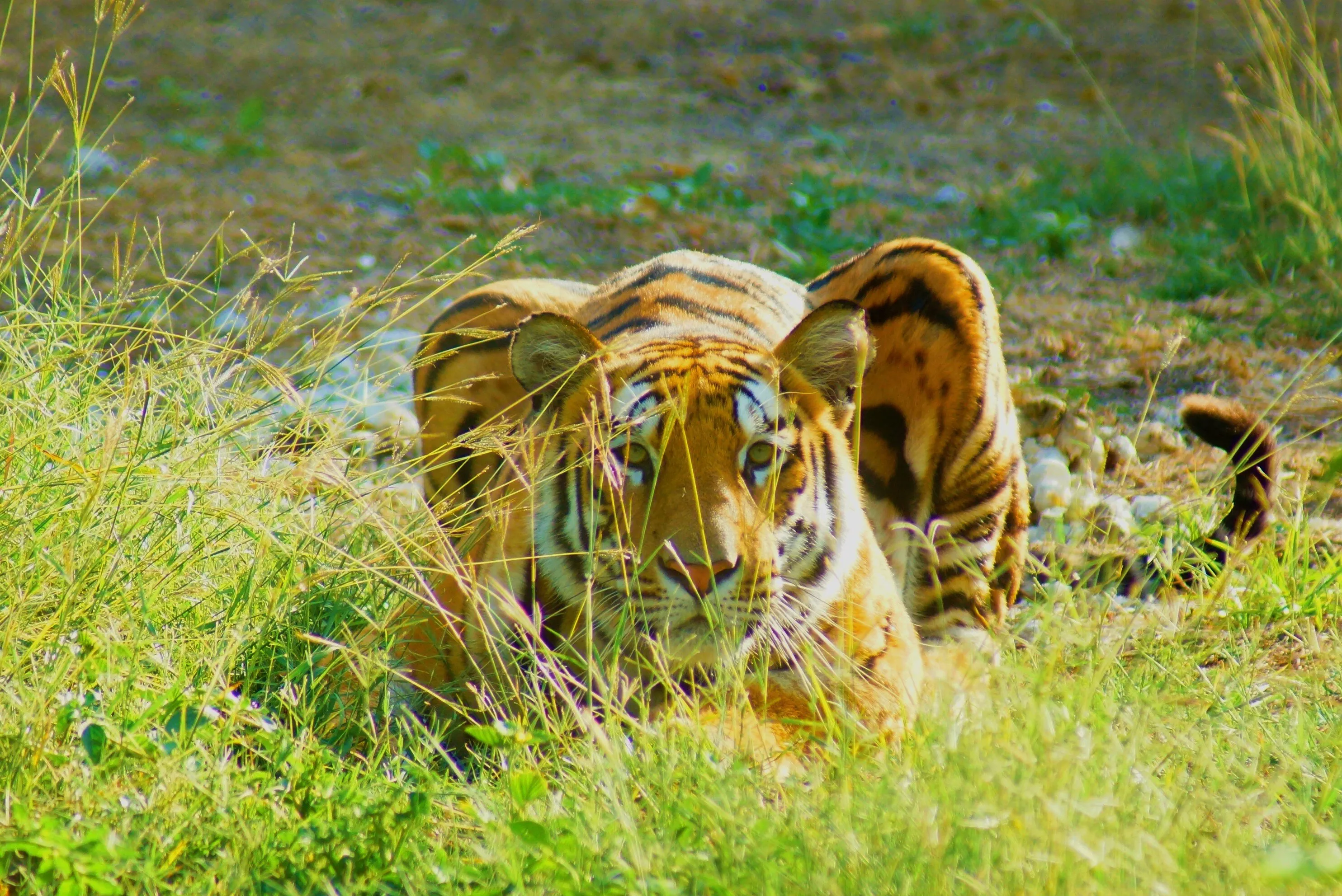 Ready to Pounce