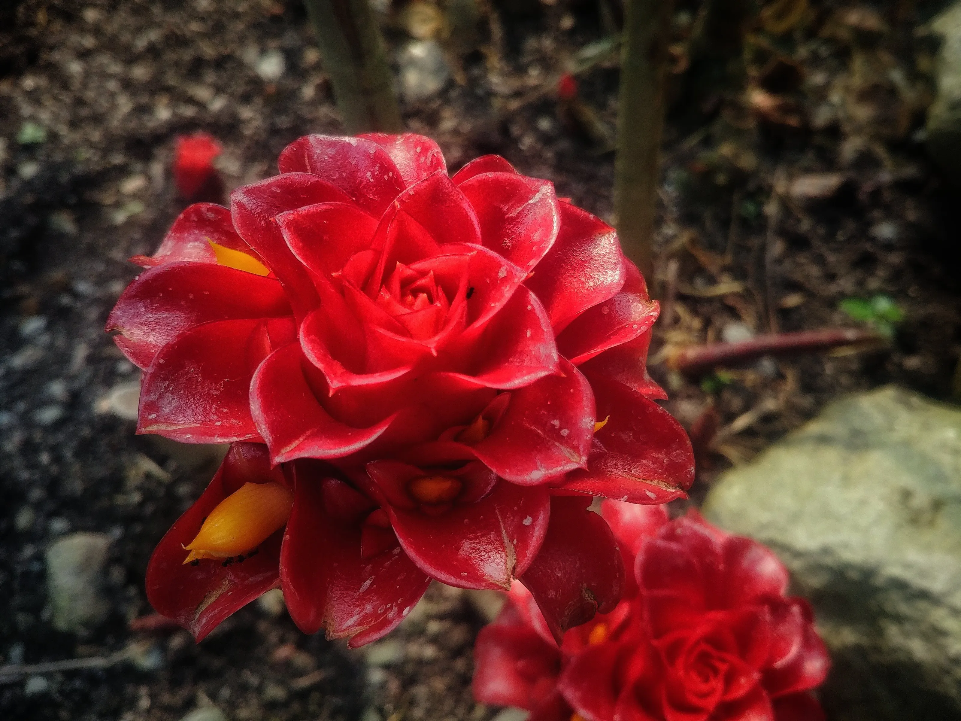 For The Love Of Red