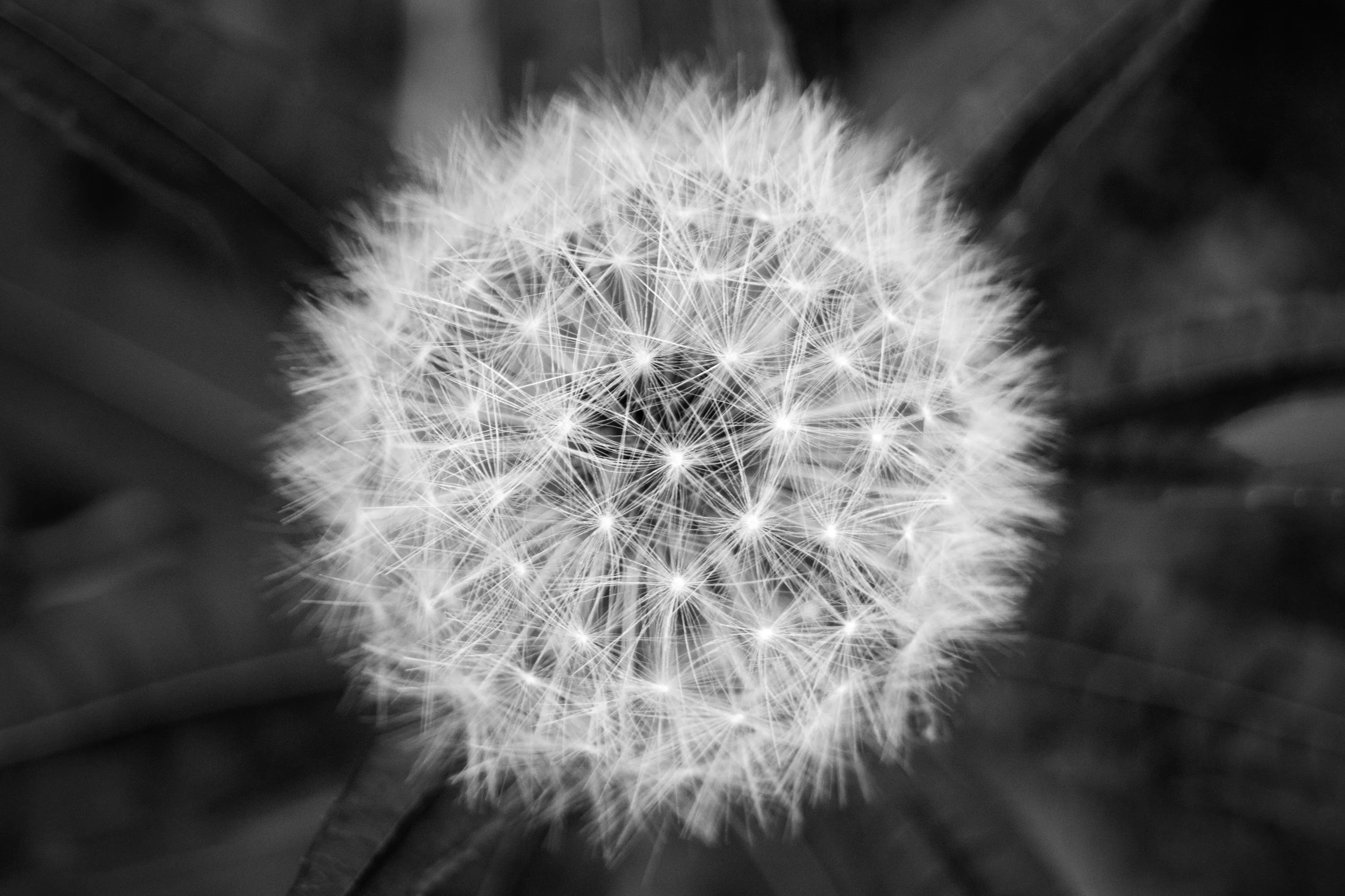 Beautiful B&W Dandelion