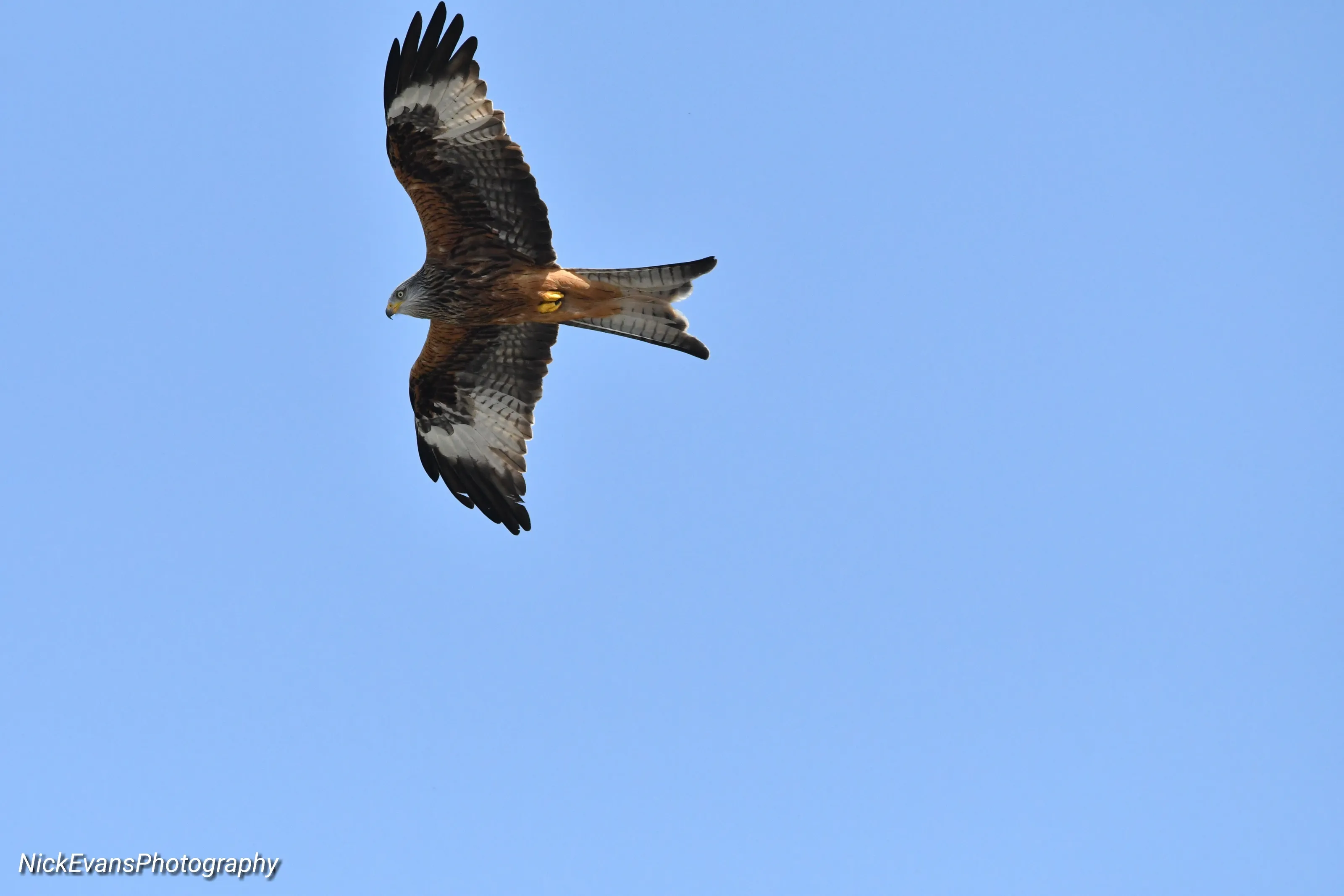 Redkite