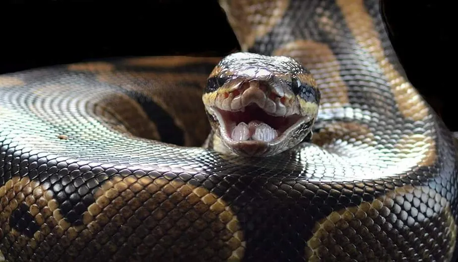 The smiling assassin
